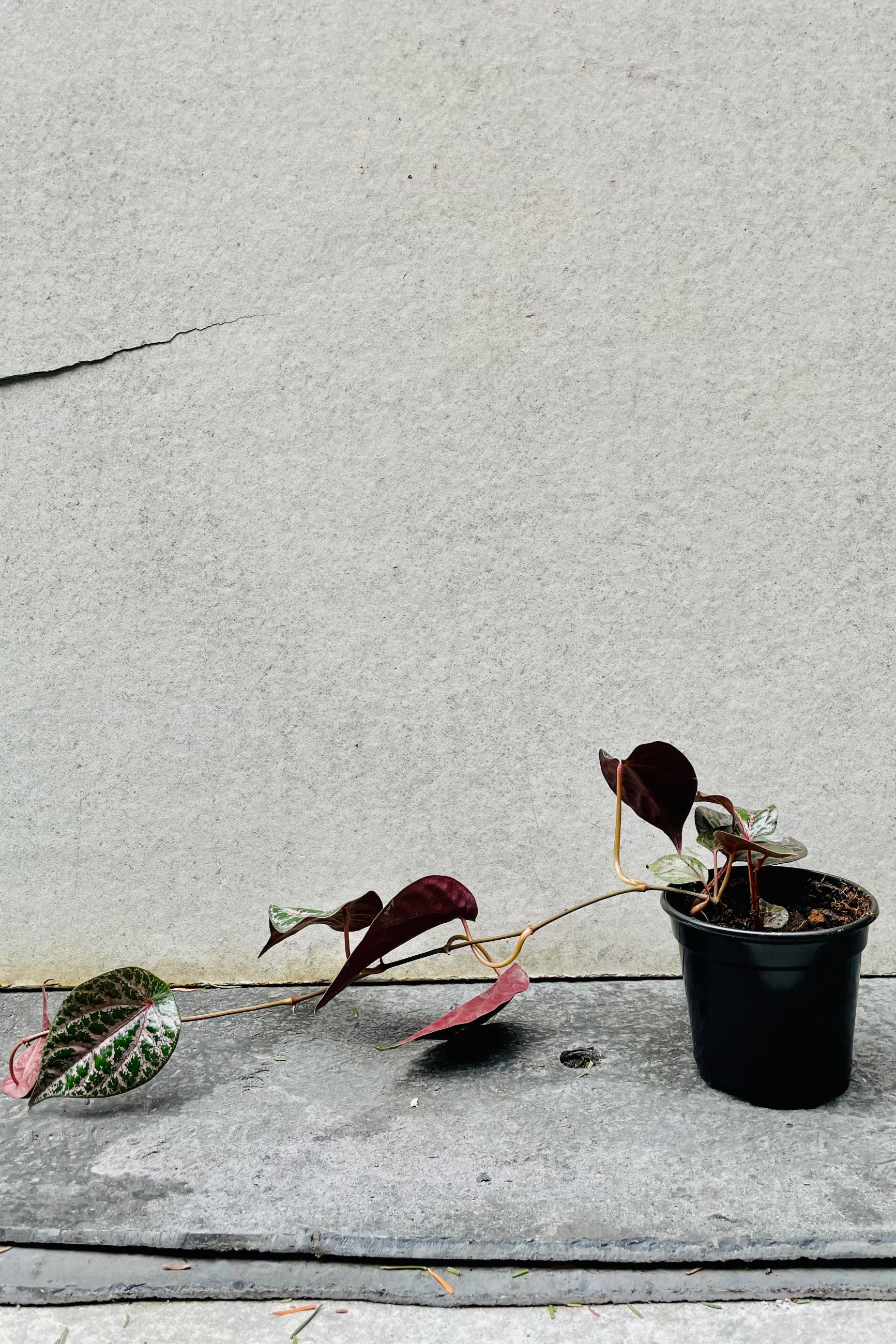 The Piper crocatum sits against a grey backdrop in a four inch growers pot. ©Sprout Home