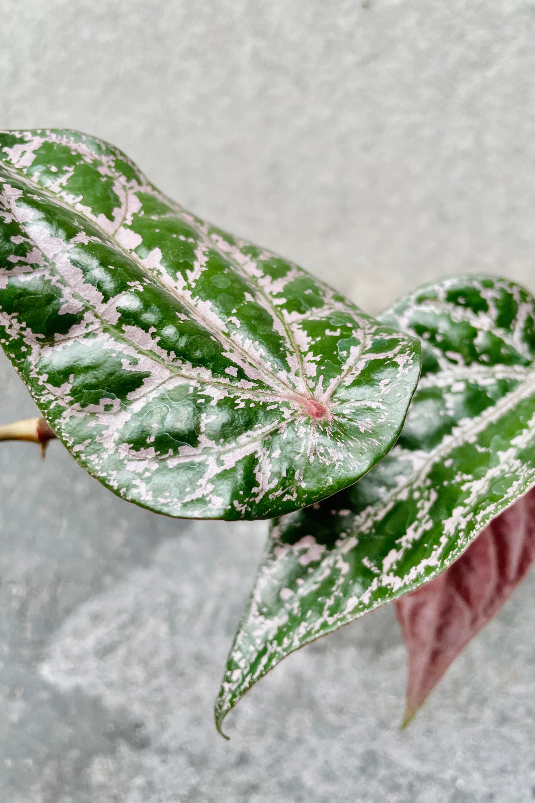 A detailed look at the foliage of the Piper crocatum ©Sprout Home
