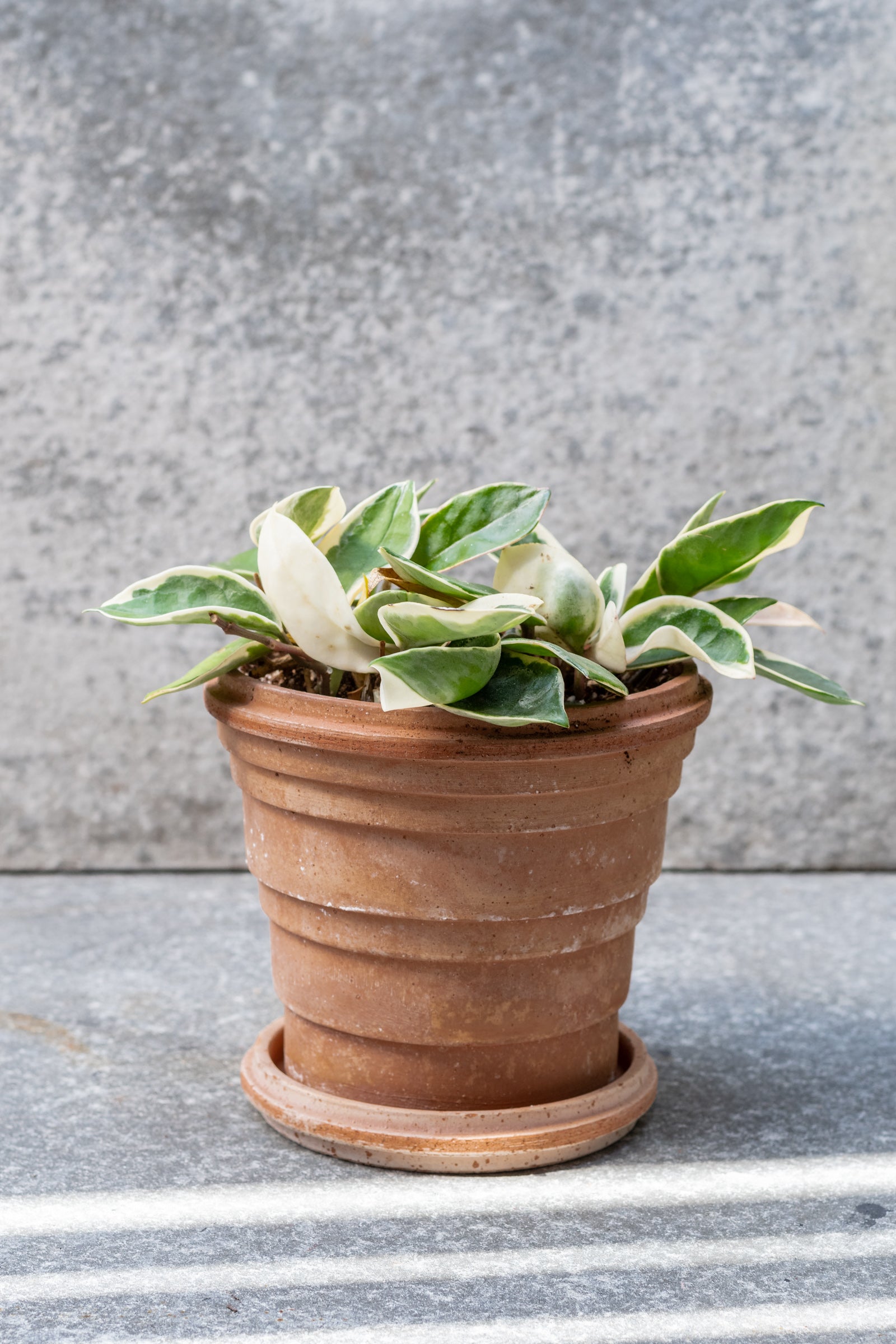 Rosa 6.3 inch Planets pot by Bergs Potter sits on a grey surface outdoors with a grey background. There is a small plant inside the pot