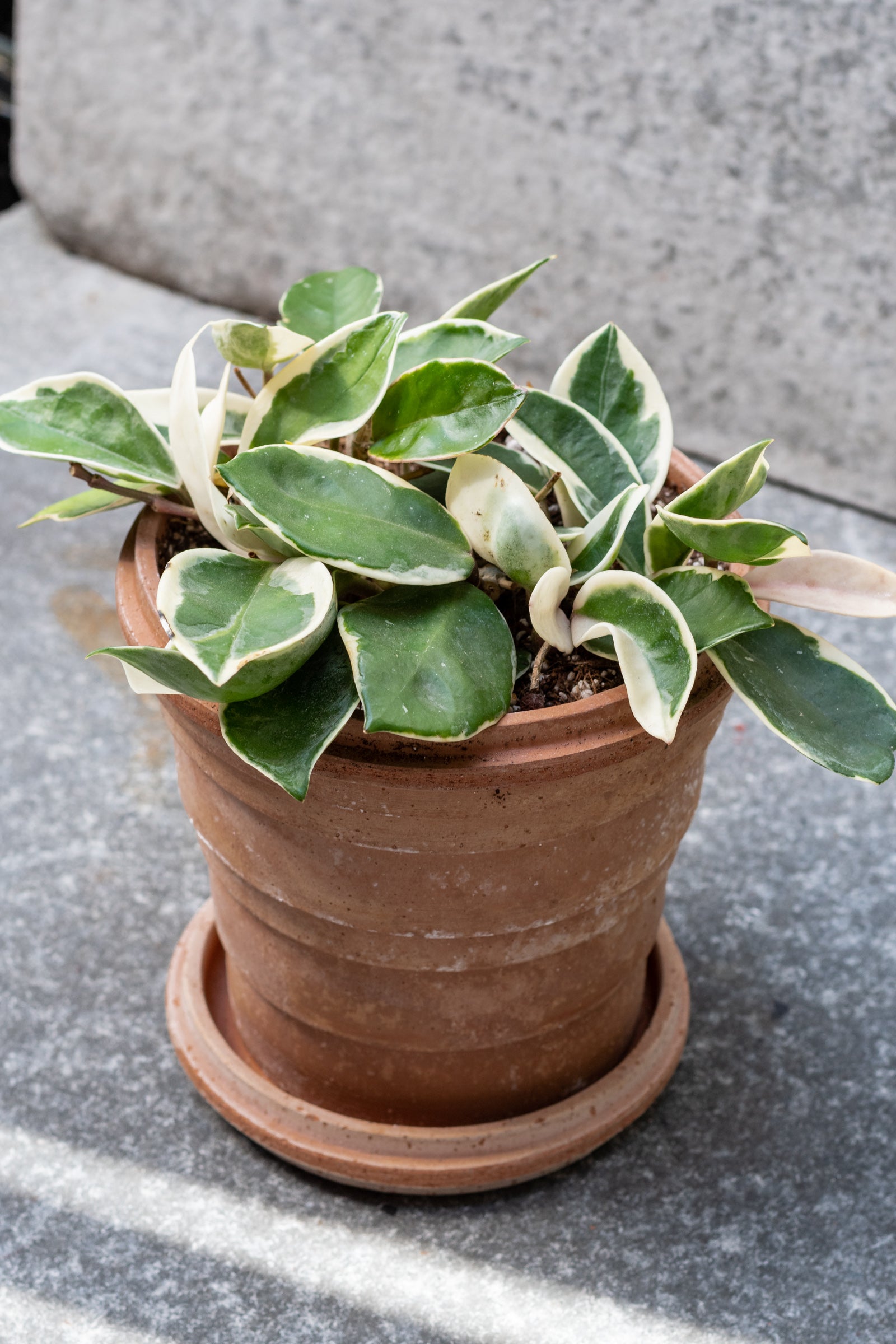 Rosa 6.3 inch Planets pot by Bergs Potter sits on a grey surface outdoors with a grey background. There is a small plant inside the pot