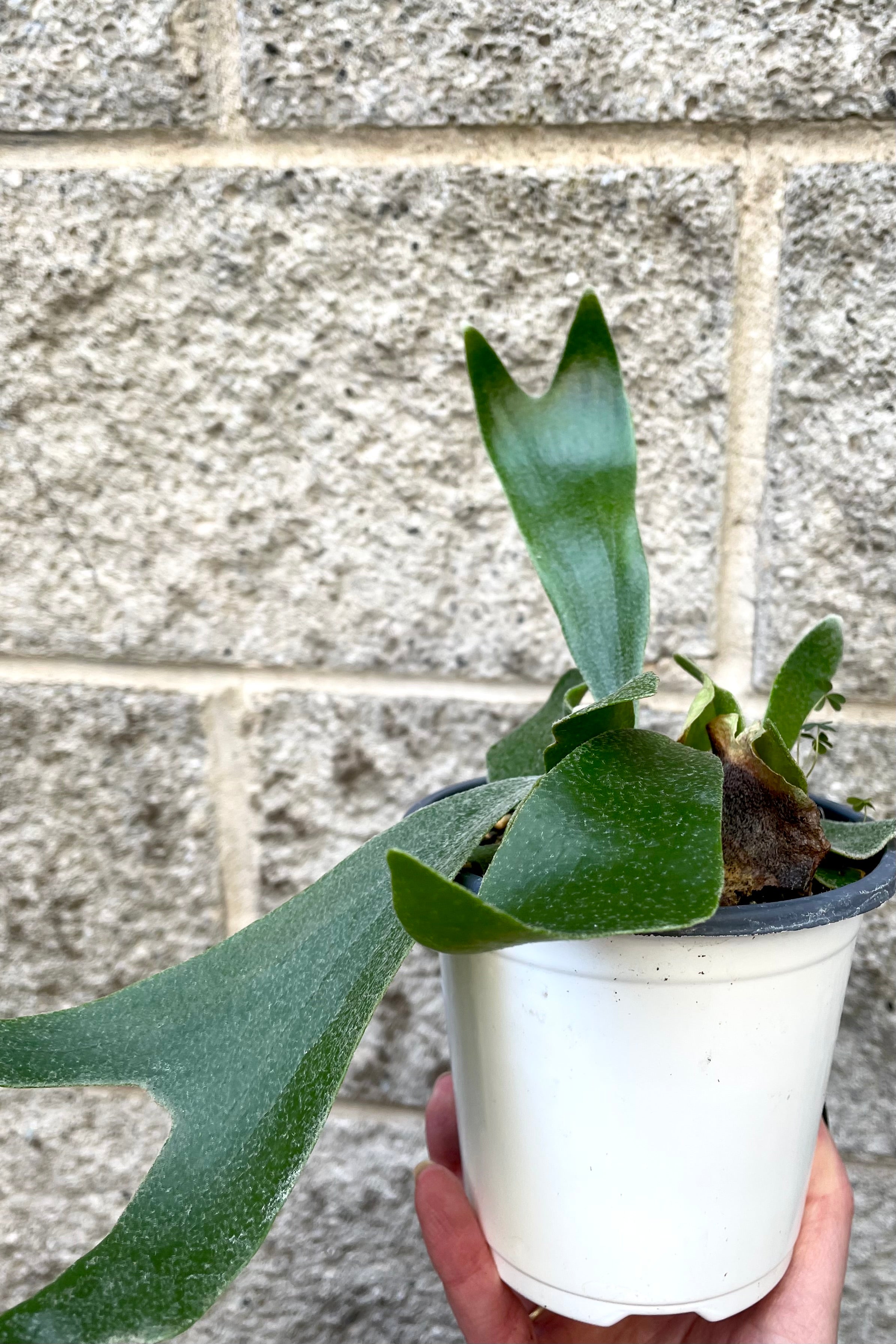 A hand holds Platycerium "Staghorn fern" 4" in grow pot against concrete backdrop