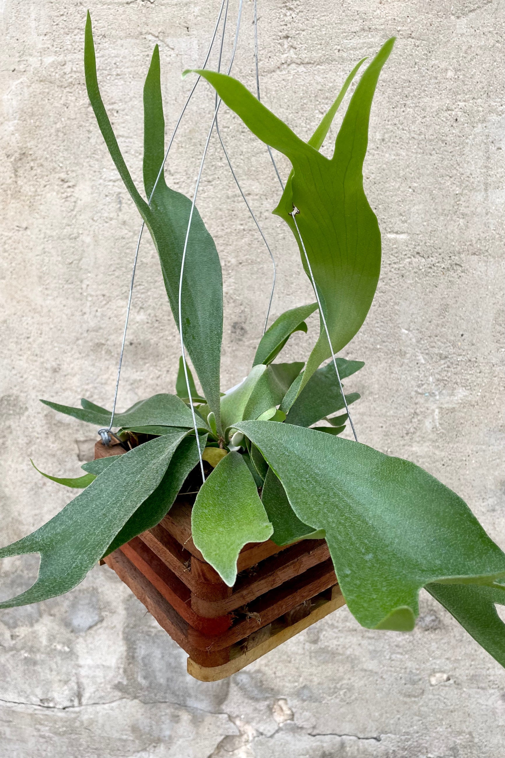 A full-body view of the 6" Platycerium "Staghorn Fern" in a wooden hanging crate against a concrete backdrop ©Sprout Home