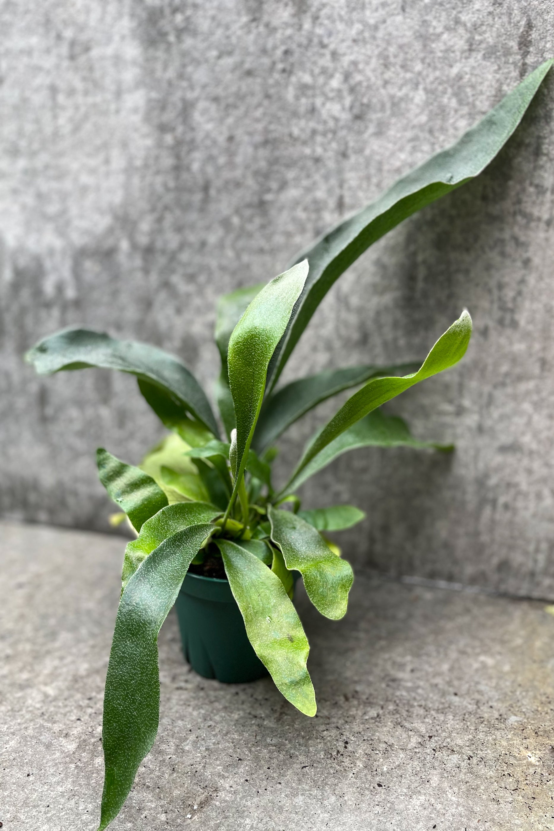 Platycerium bifurcatum in grow pot in front of grey background
