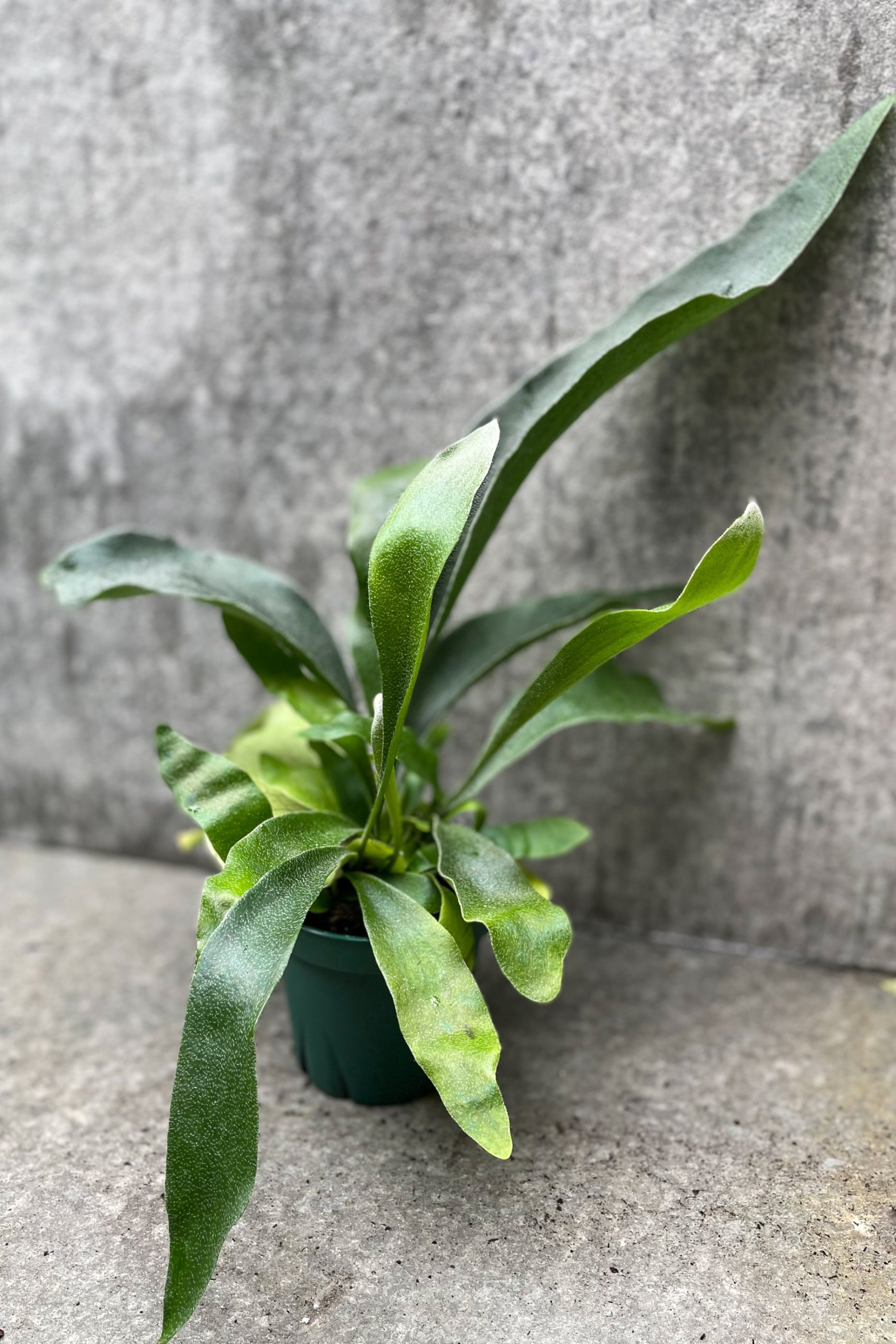 Platycerium bifurcatum in grow pot in front of grey background ©Sprout Home