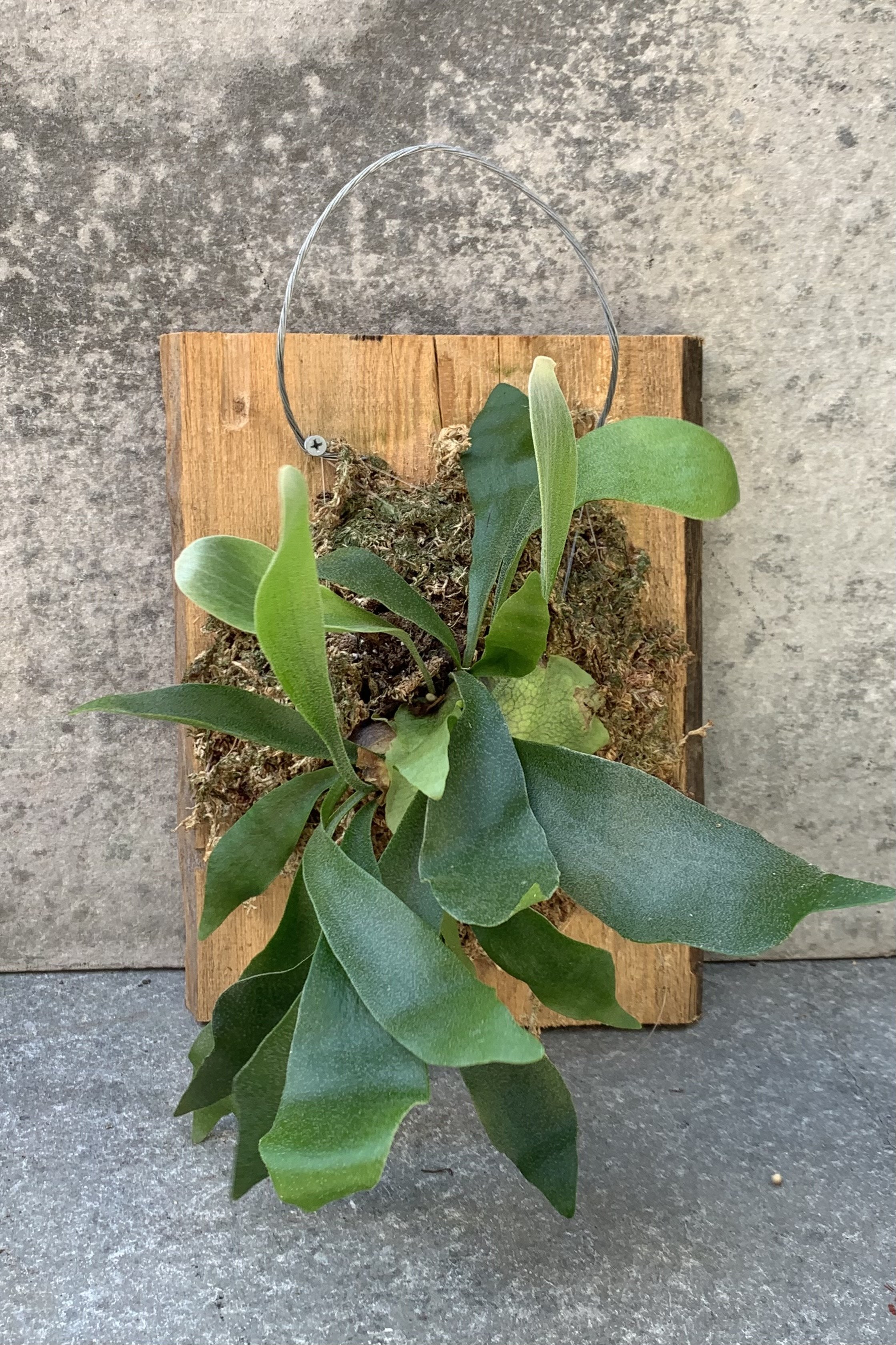 Detail of a Platycerium mounted to a piece of wood.