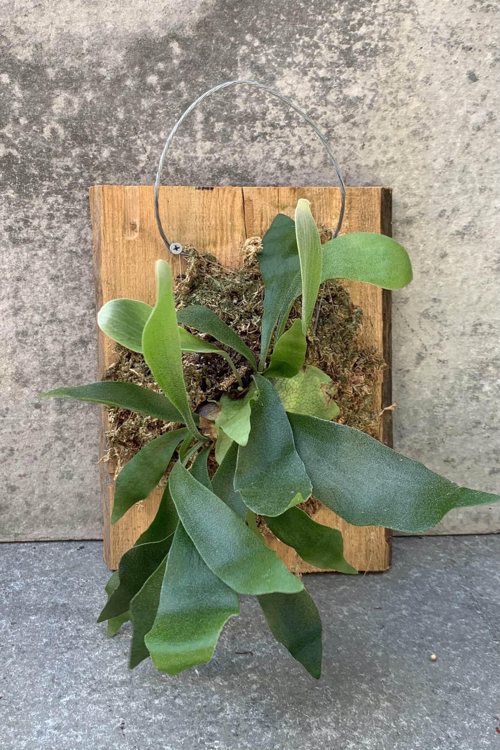Detail of a Platycerium mounted to a piece of wood. ©Sprout Home