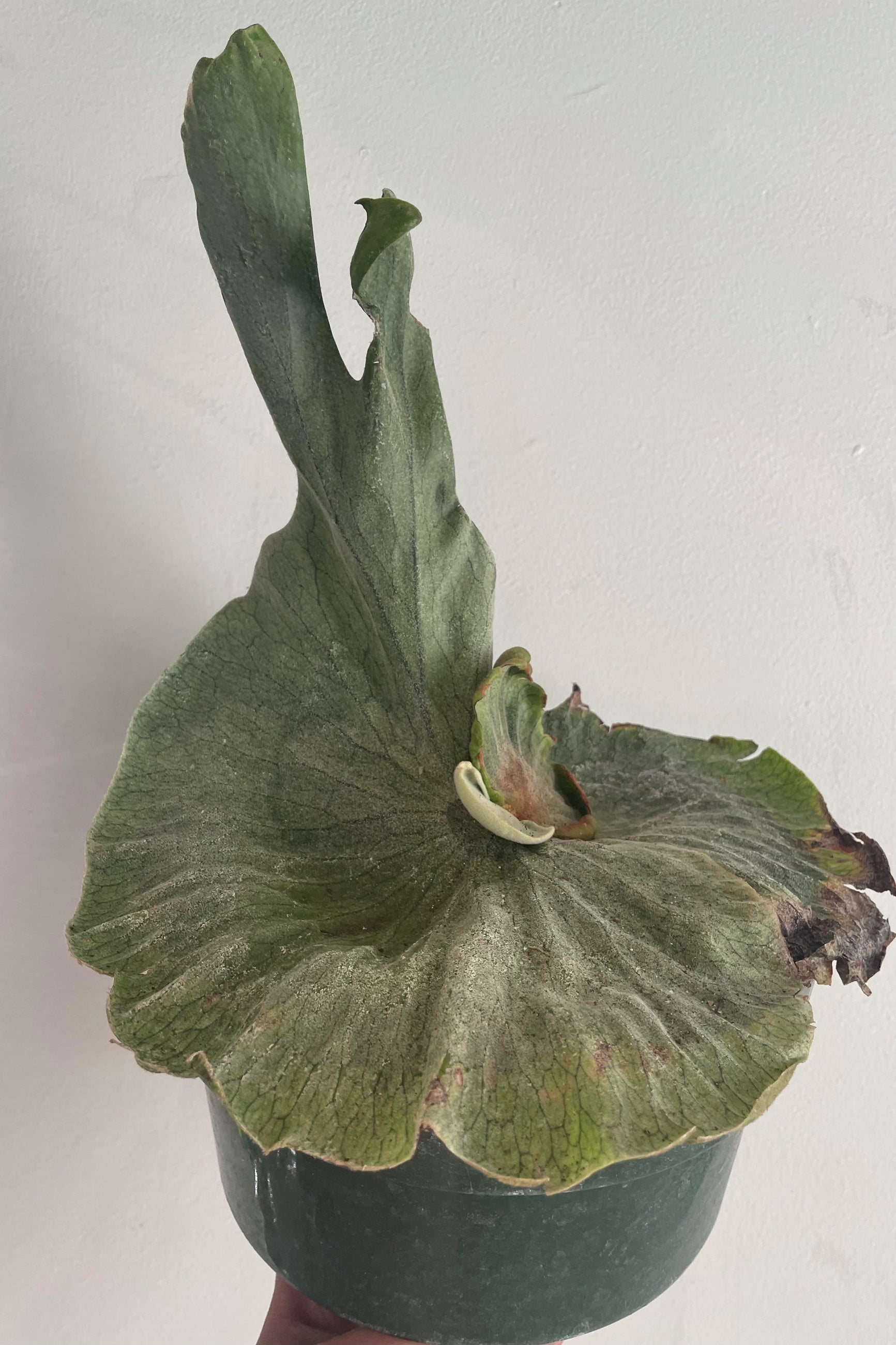 Photo of Platycerium superbum against white wall ©Sprout Home