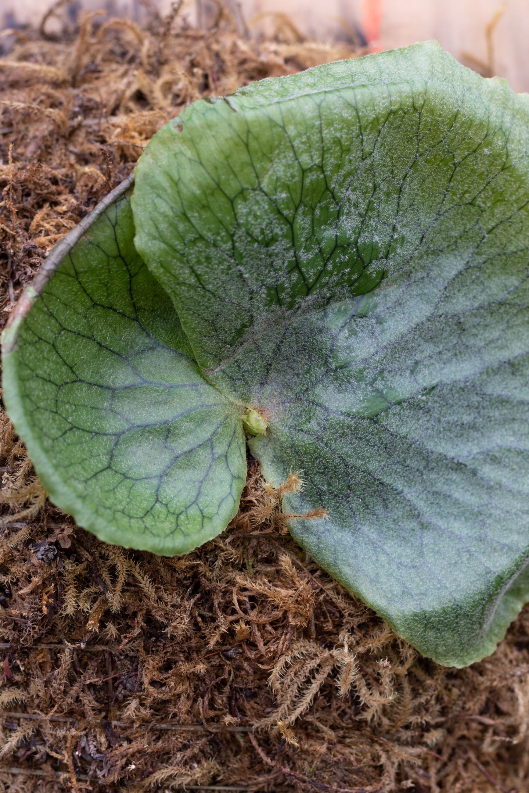 Platycerium superbum mounted in spagnum ©Sprout Home