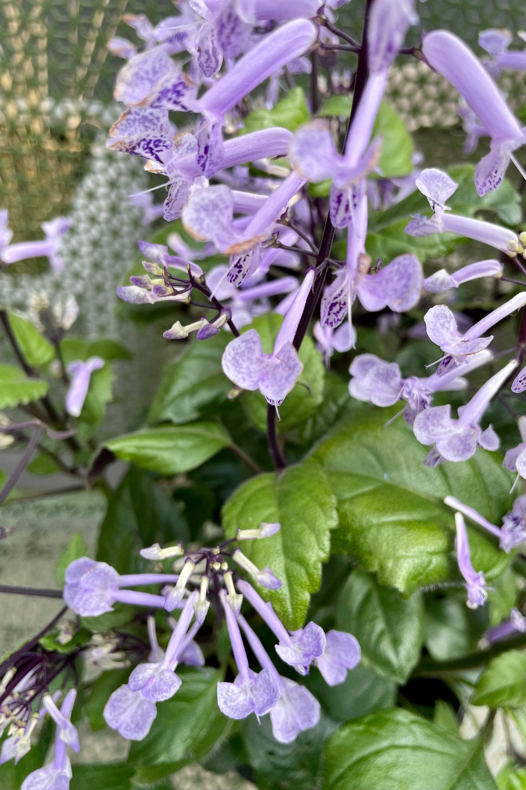 Up close picture of the purple flowers against the thick dark green leaves and dark stems of the Plectranthus 'Mona Lavender' the middle / end of September. ©Sprout Home