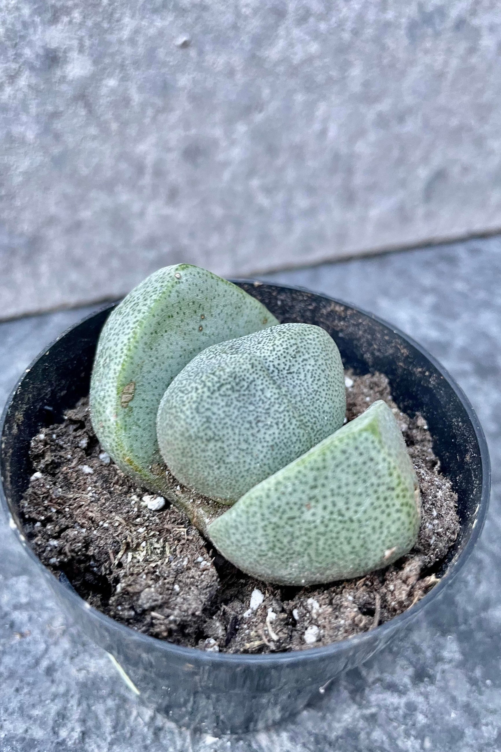 A detailed look at the Pleiospilos nelii. ©Sprout Home