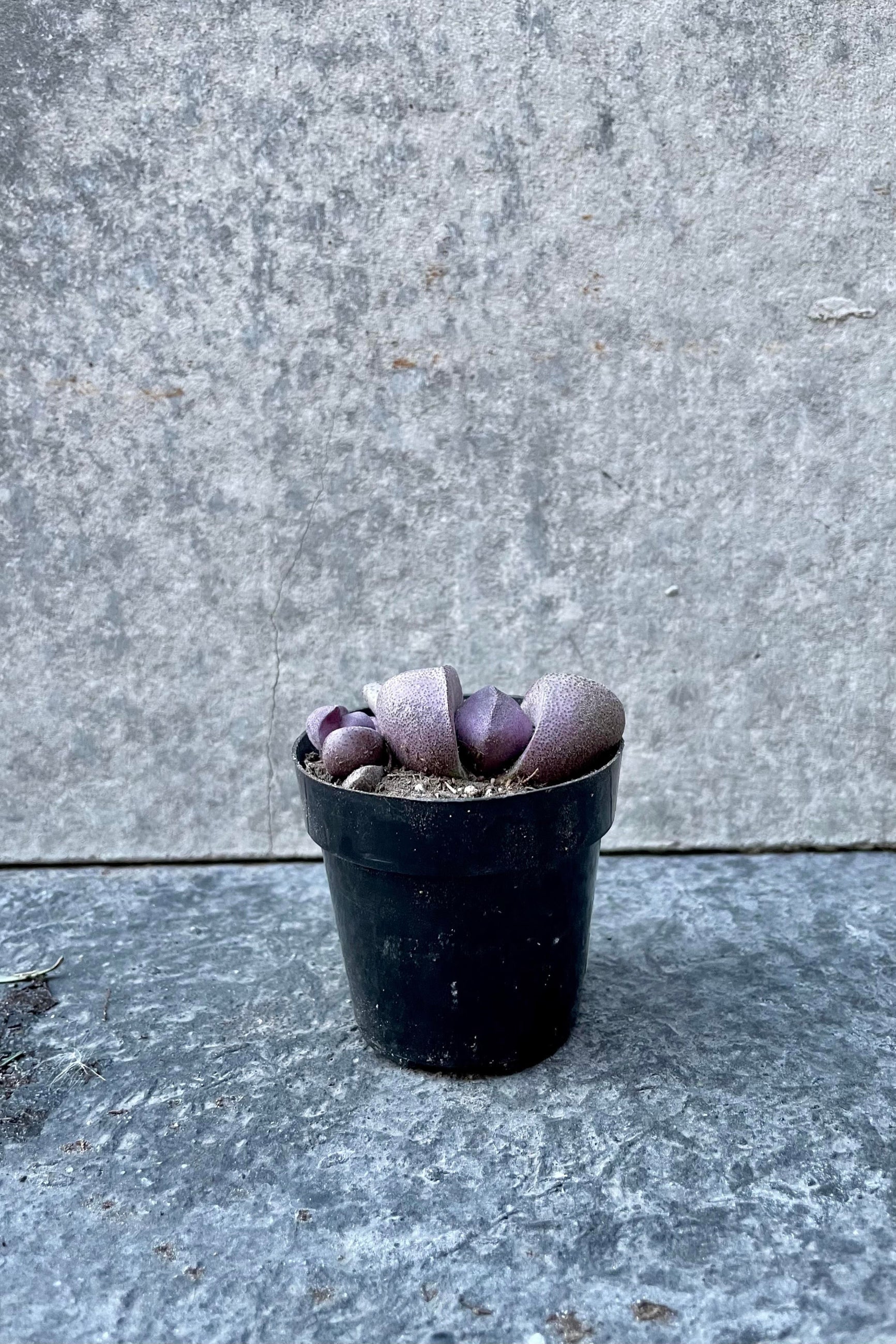The Pleiospilos nelii 'Royal Flush' sits against a grey backdrop in a 2.5 inch pot. ©Sprout Home