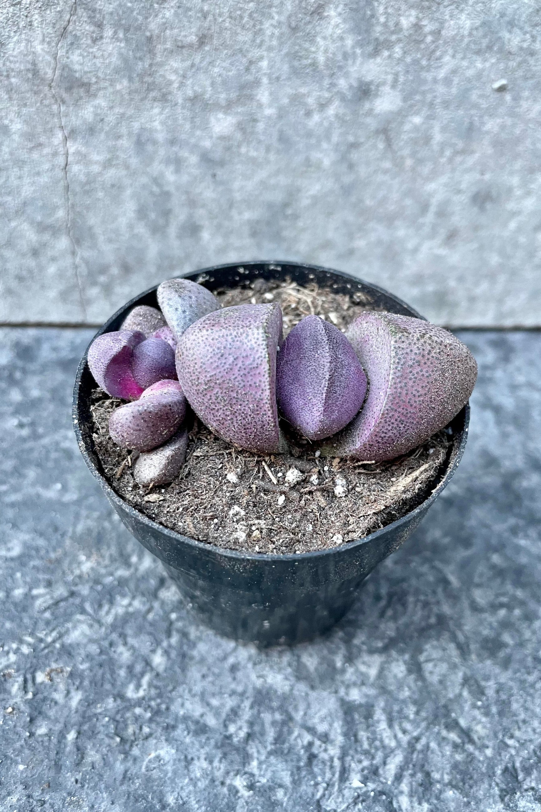 A detailed look at the Pleiospilos nelii 'Royal Flush' ©Sprout Home