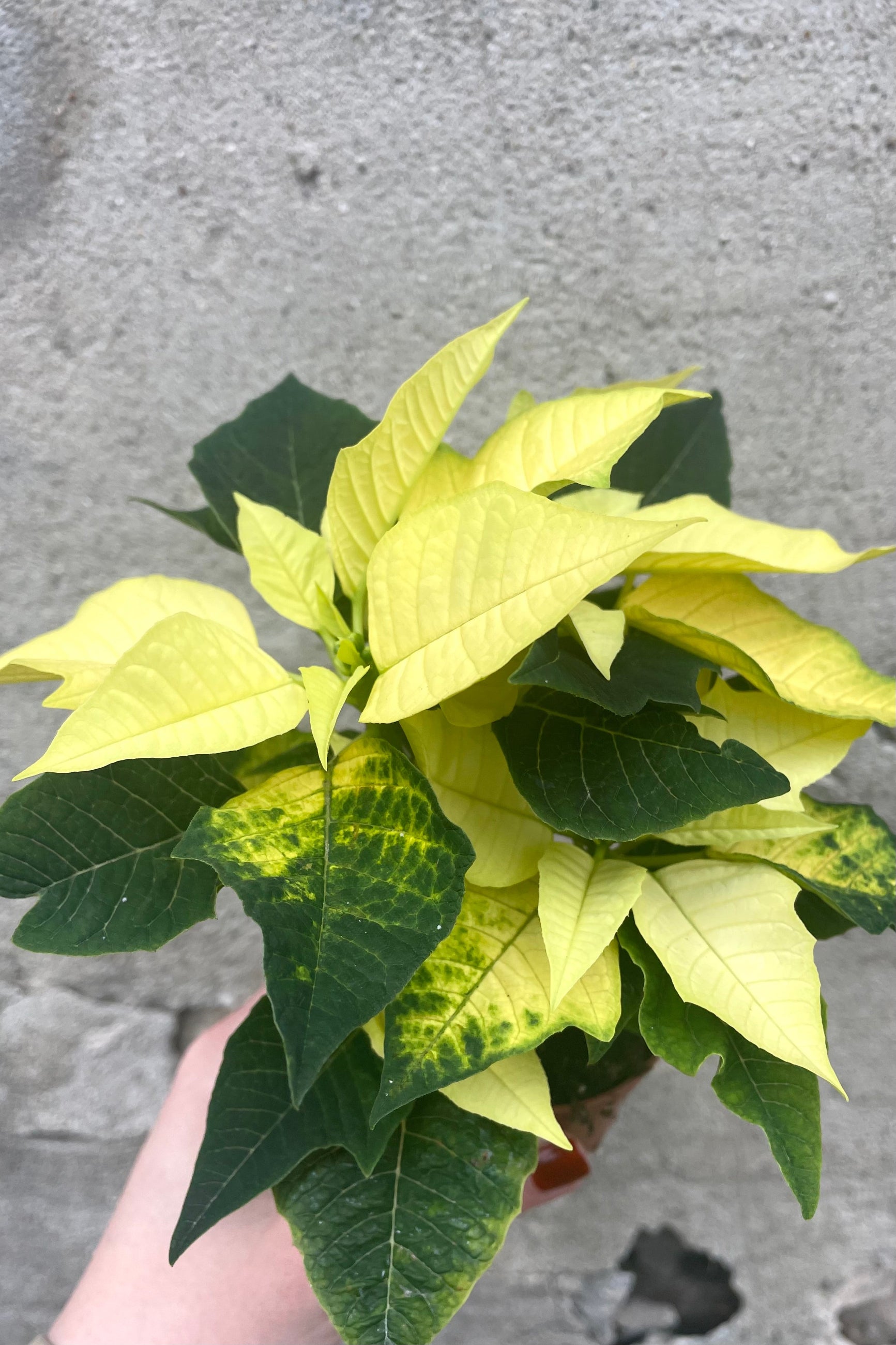 A hand holds one color variation of Poinsettia 2.5" against a concrete backdrop ©Sprout Home