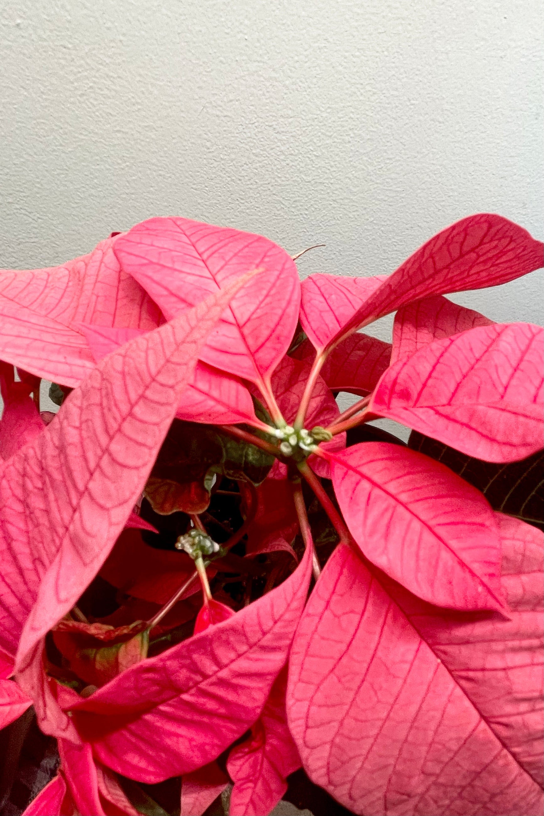 A detailed view of the Poinsettia 4" against a white backdrop ©Sprout Home