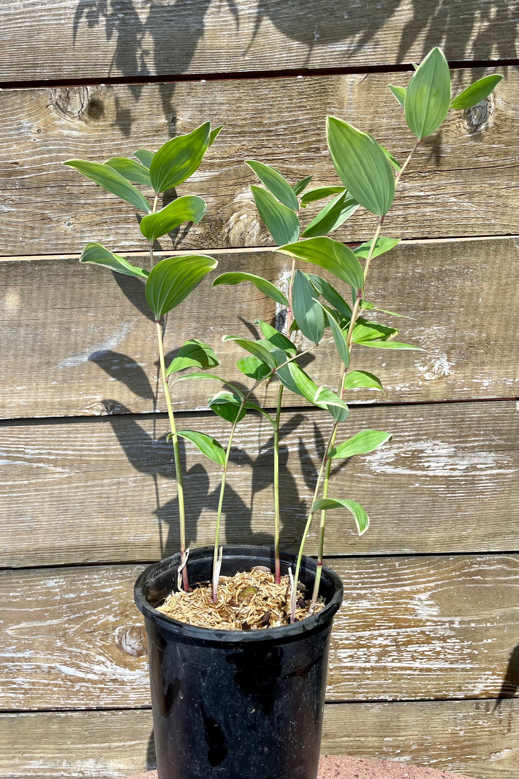 #1 container of Polygonatum 'Variegatum' perennial against a wood fence in mid June showing the variegated white and green leaves at Sprout Home. ©Sprout Home