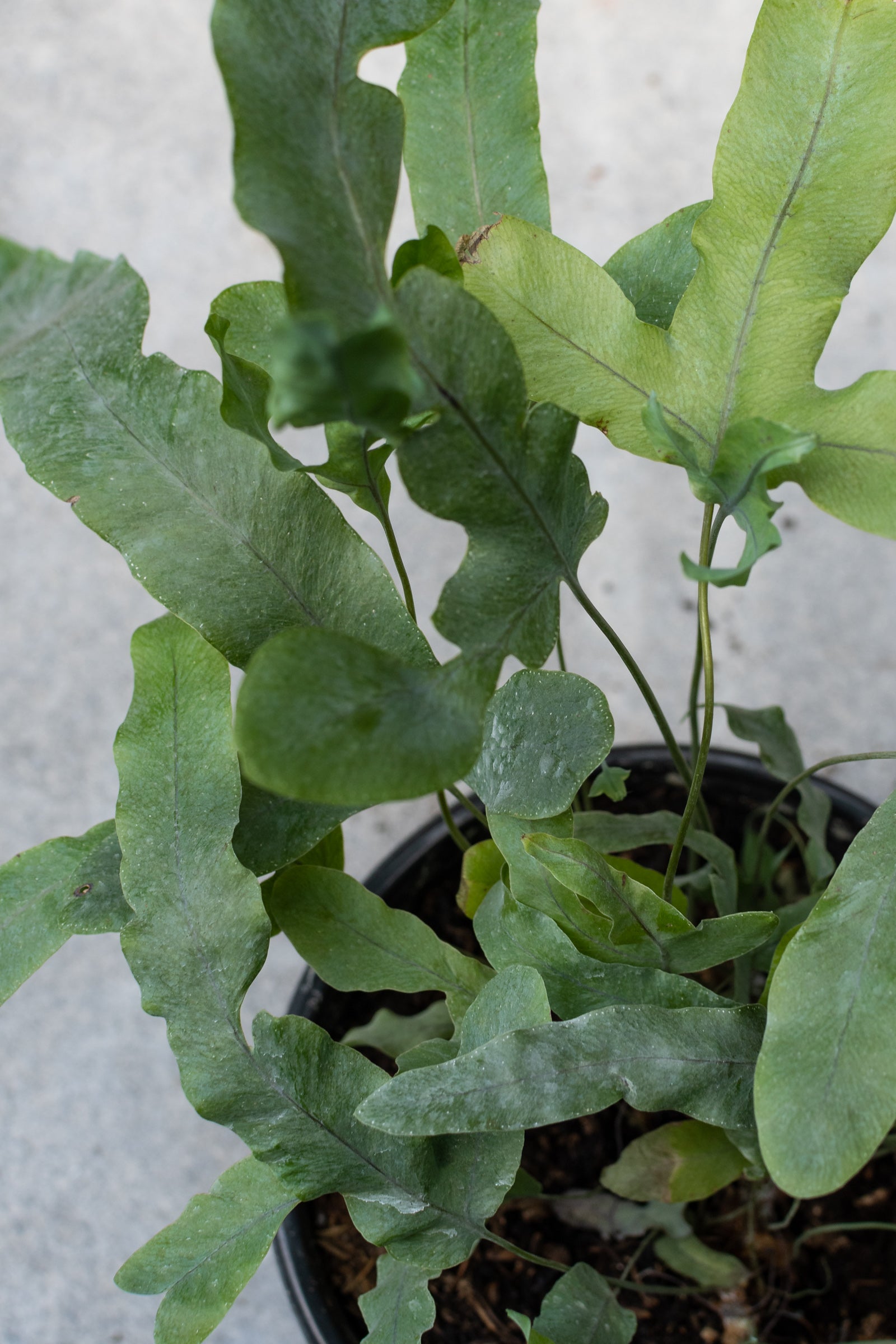 polypodium aureum 'blue star' fern Polypodium aureum 6"