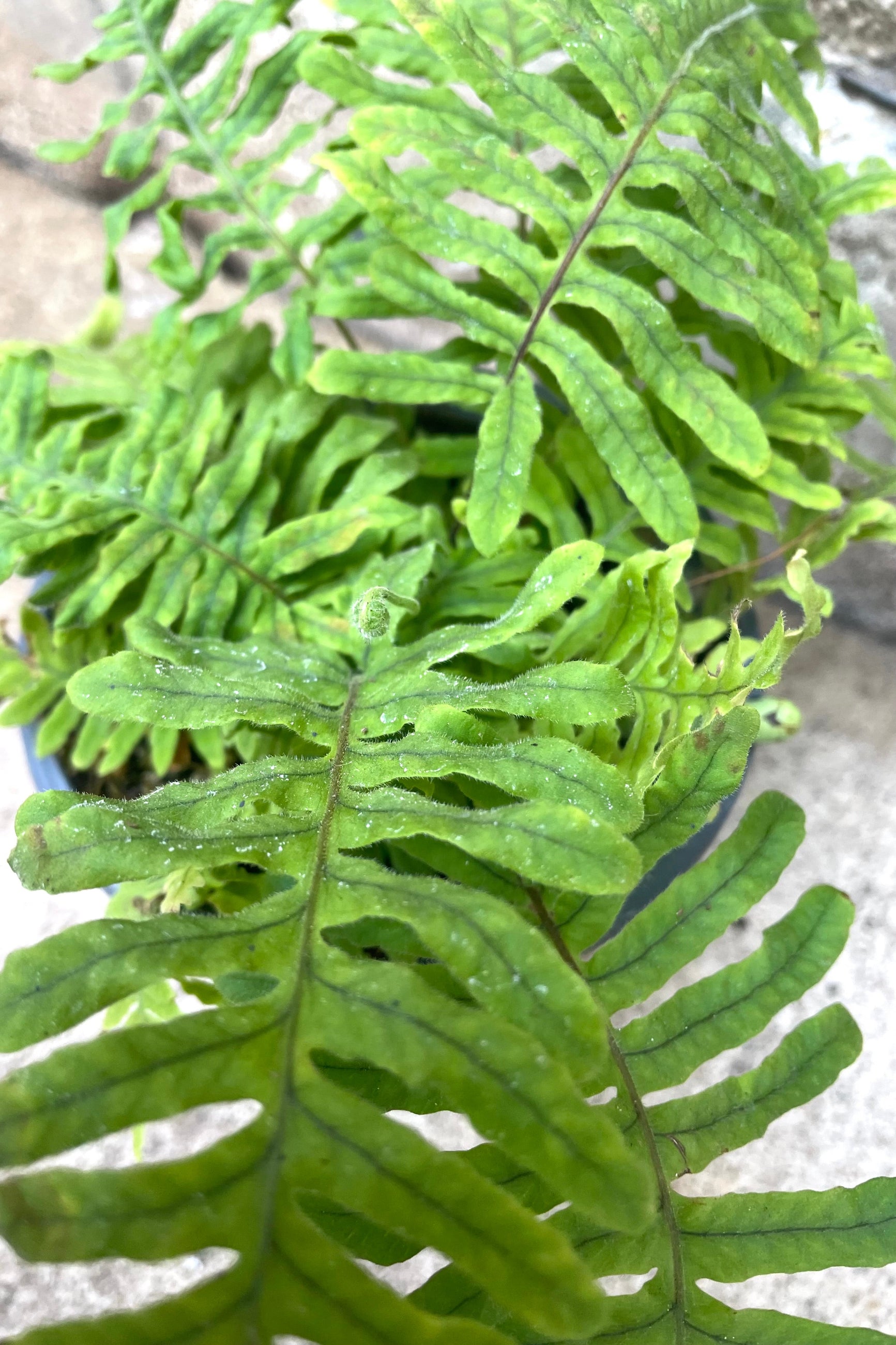 A detailed view of the leaves of Polypodium formosanum 'Cristatum' 4" against concrete backdrop ©Sprout Home