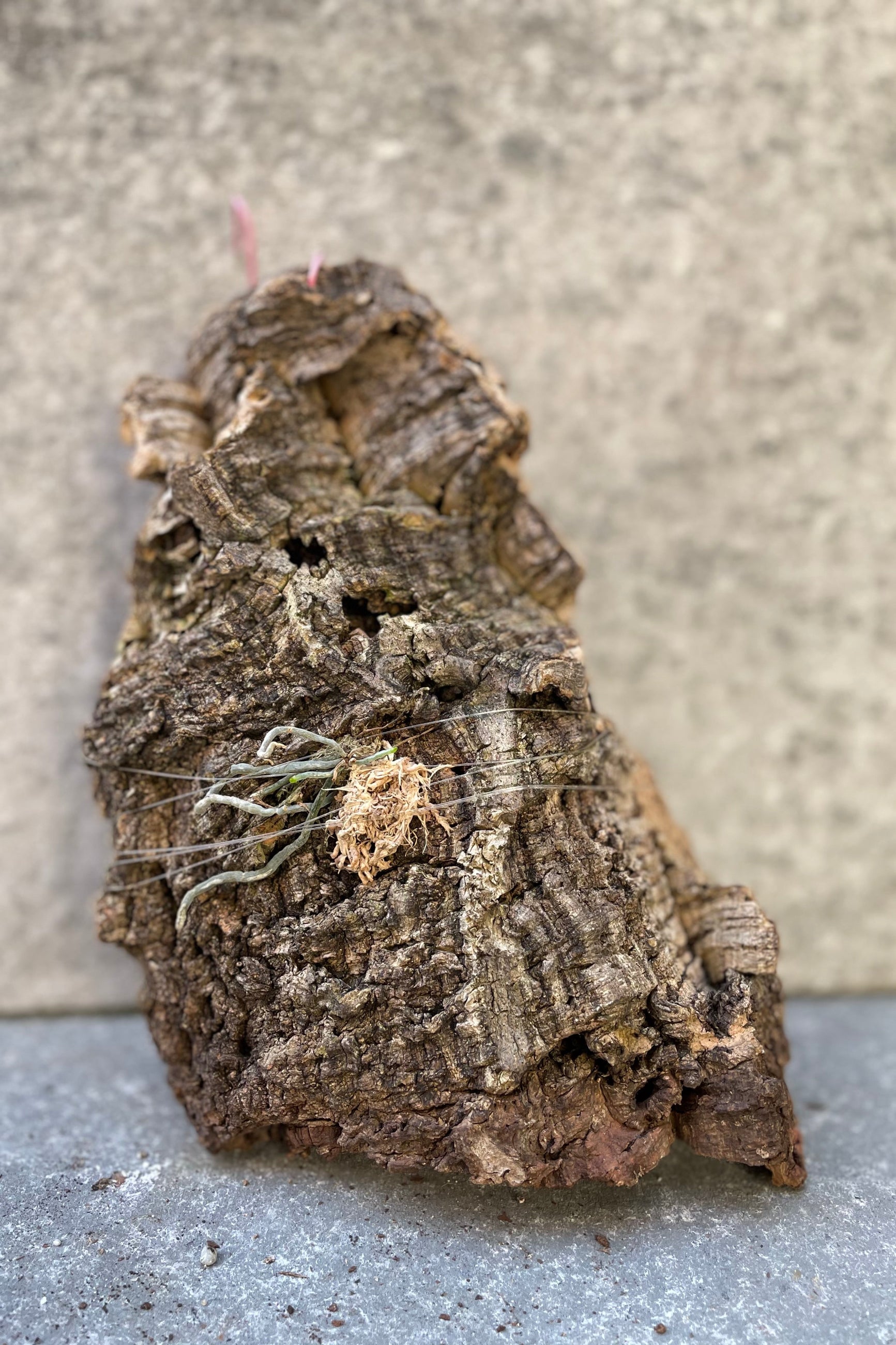 Polyrrhiza (sallei x lidenetii), leafless orchid, mounted on cork. ©Sprout Home
