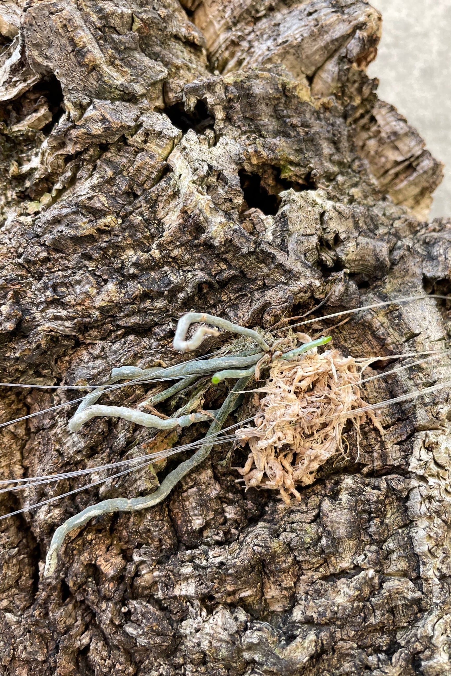 Detail picture of a Polyrrhiza (sallei x lidenii) mounted on cork. ©Sprout Home