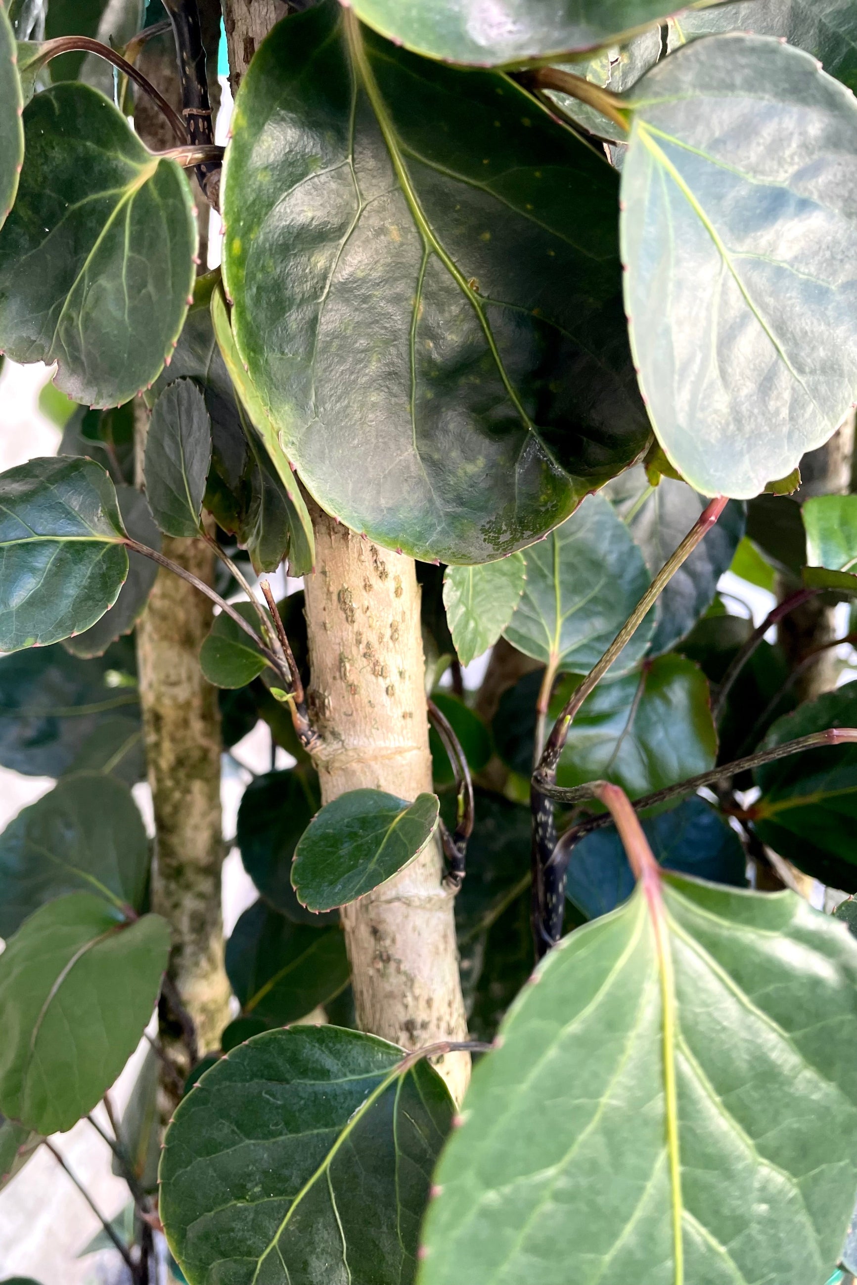 A detailed view of the Polyscias scutellaria 'Fabian' multi cane 10" ©Sprout Home