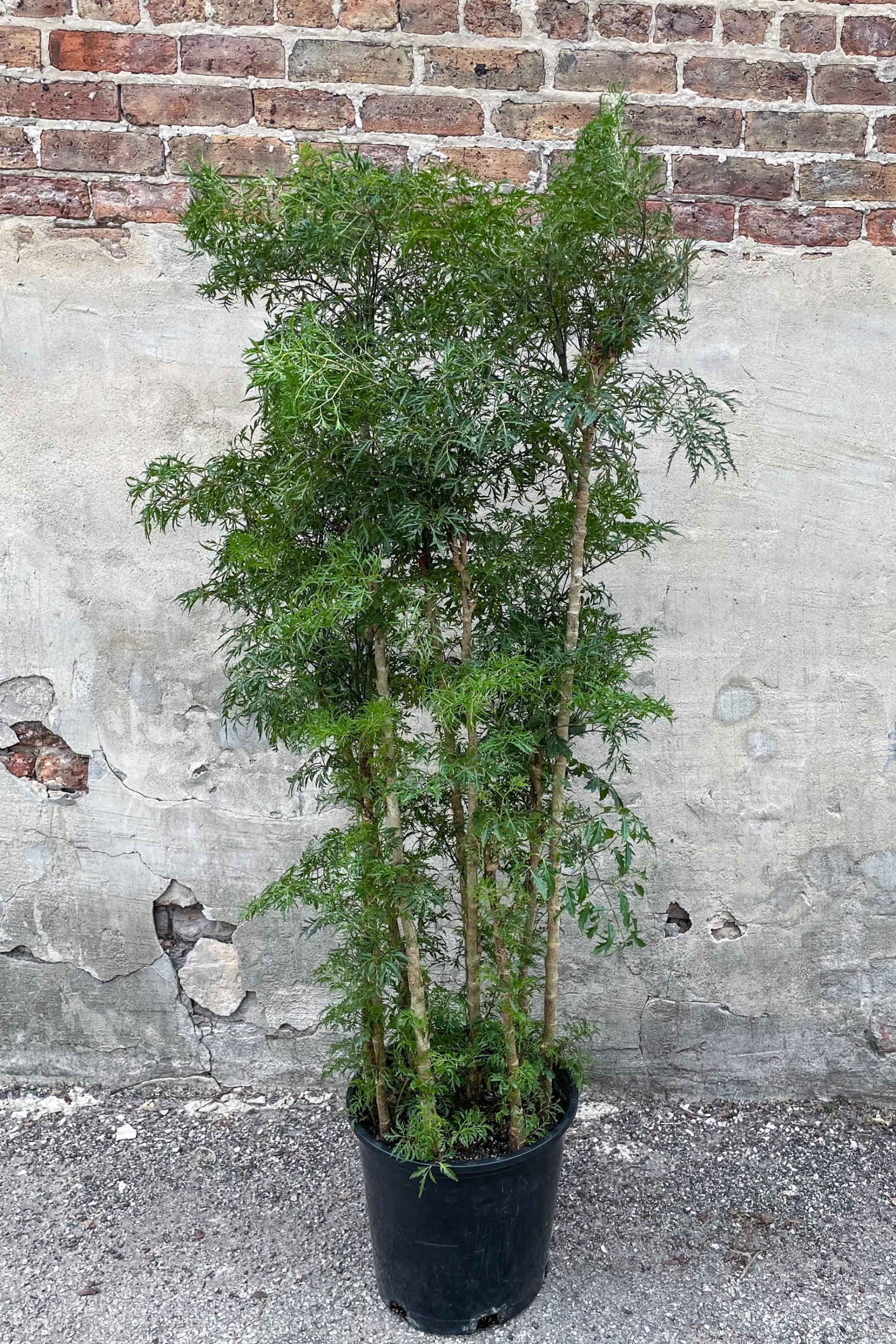 Polyscias fruticosa 'Ming Aralia' in grow pot in front of concrete background ©Sprout Home