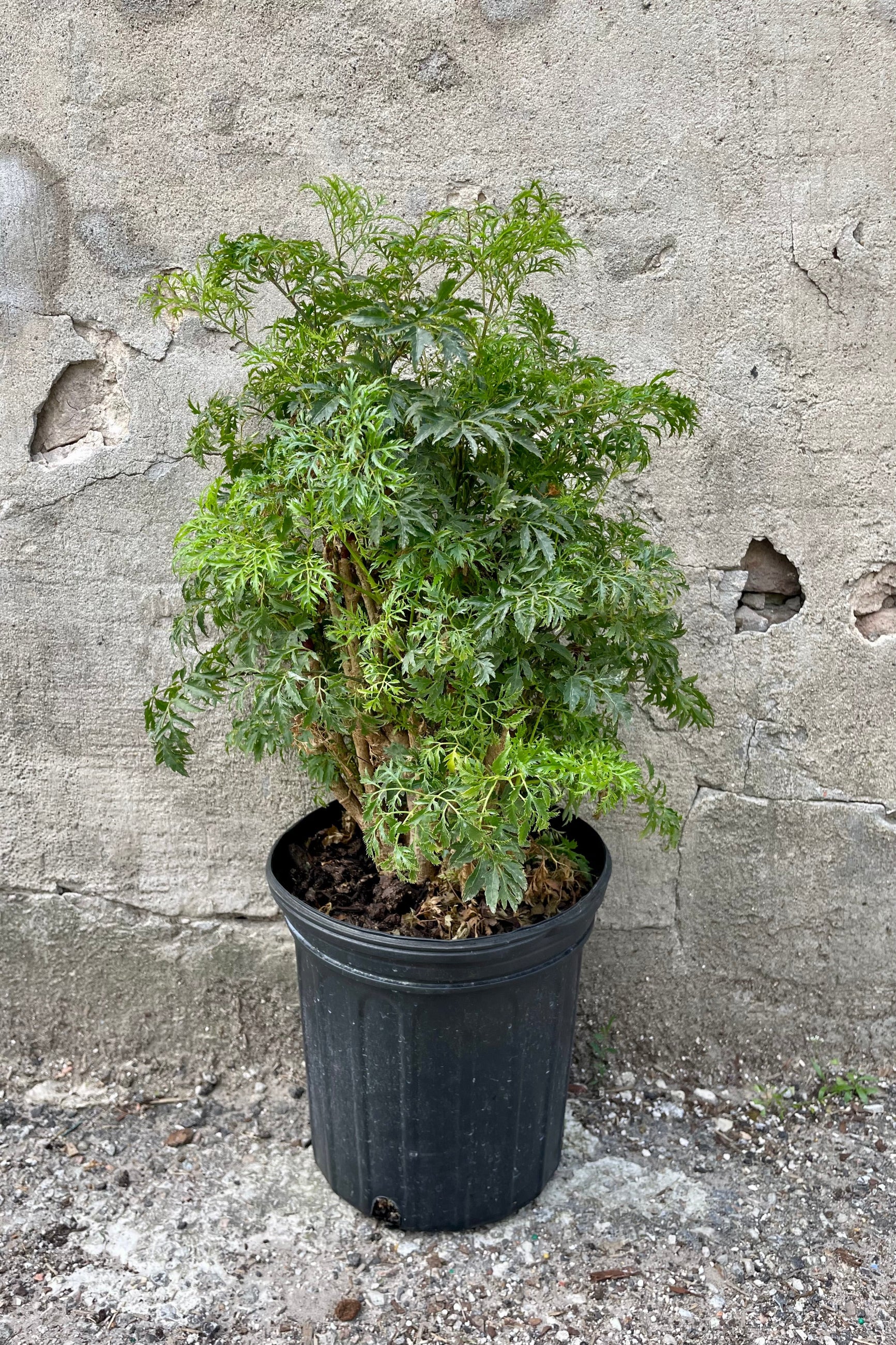 The Polyscias fruticosa "Ming Aralia" 8" sits against a grey backdrop. ©Sprout Home