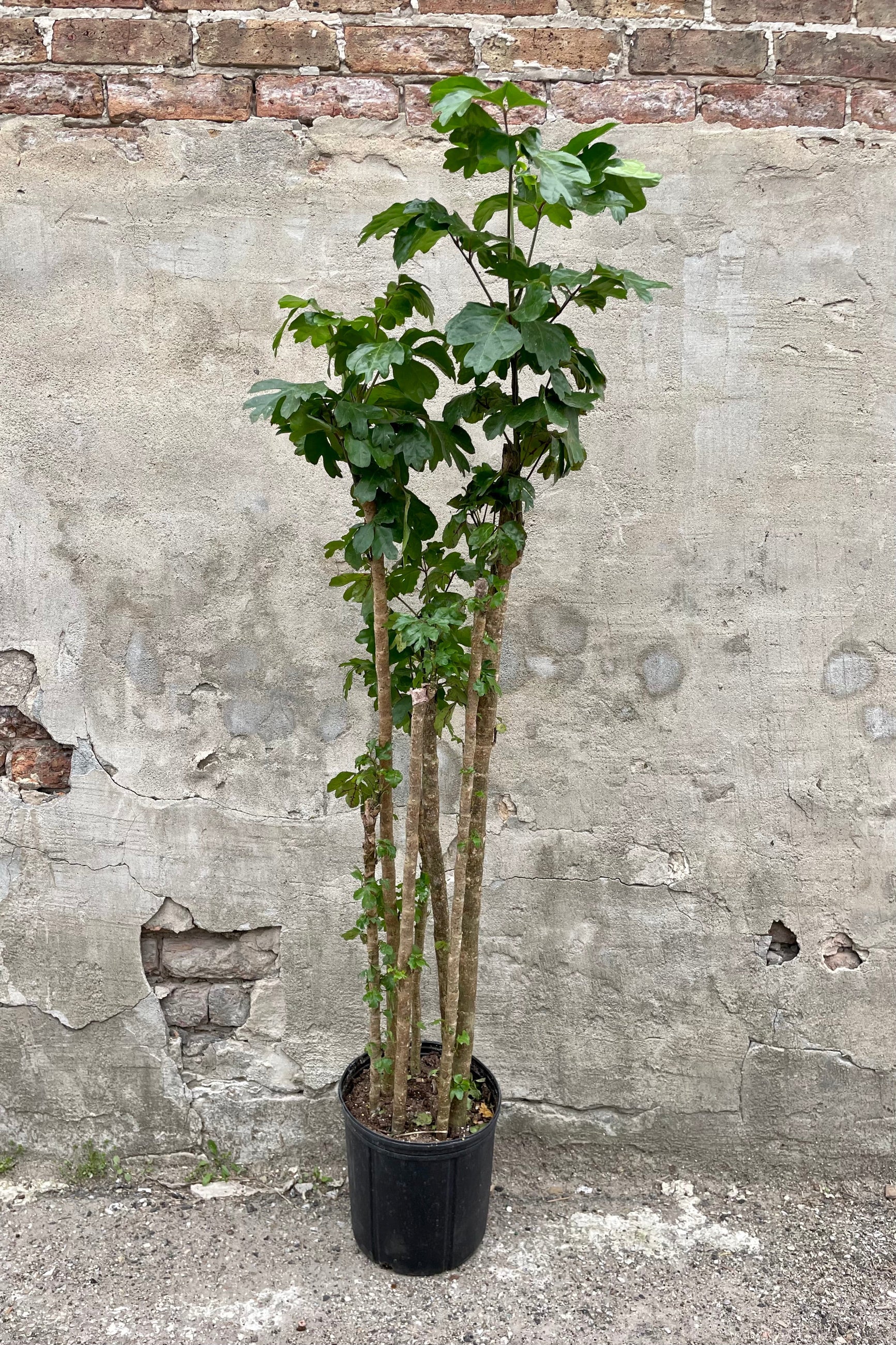 Polyscias scutellaria 'Fabian' cane 10" against a grey wall ©Sprout Home