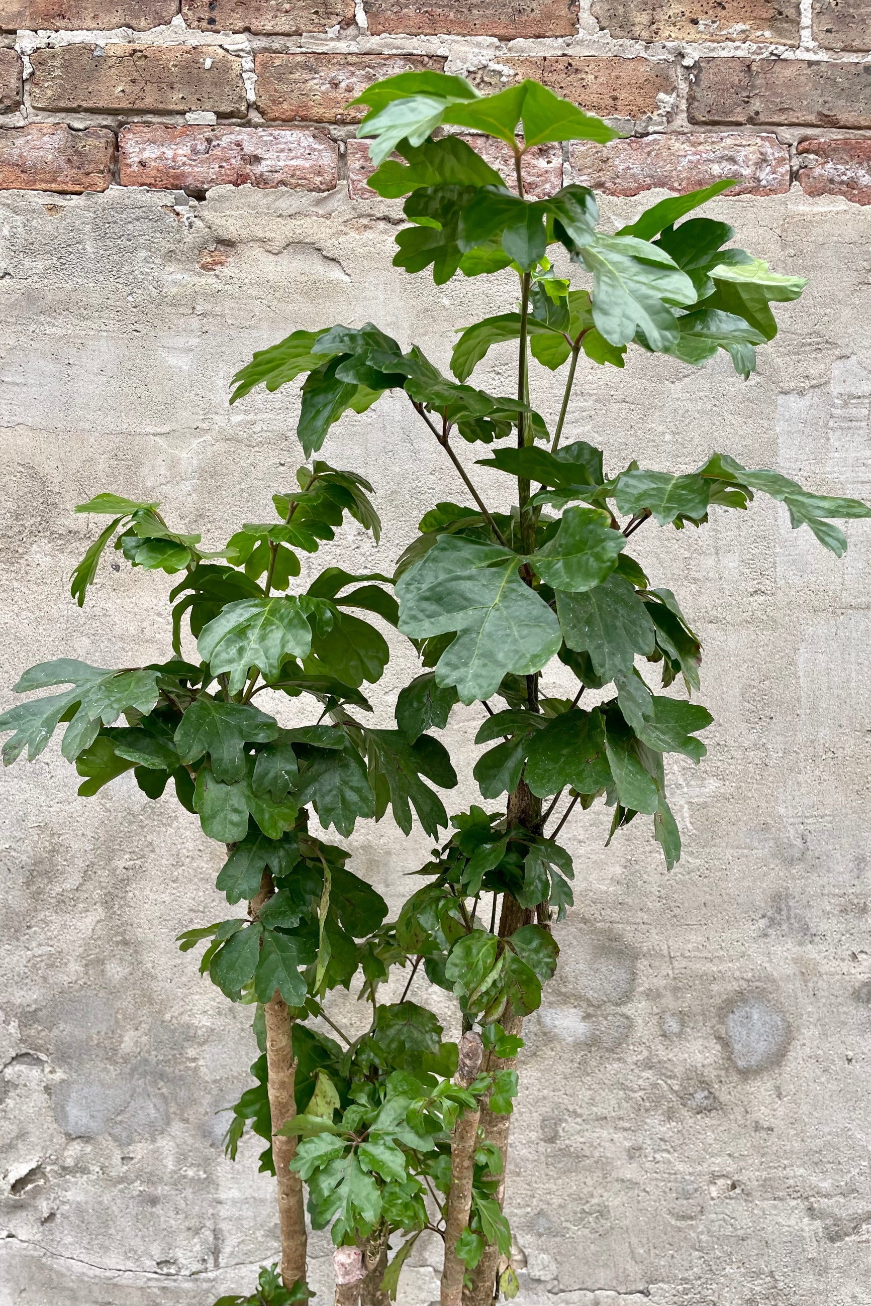 detail of the Polyscias scutellaria 'Fabian' cane 10" against a grey wall ©Sprout Home