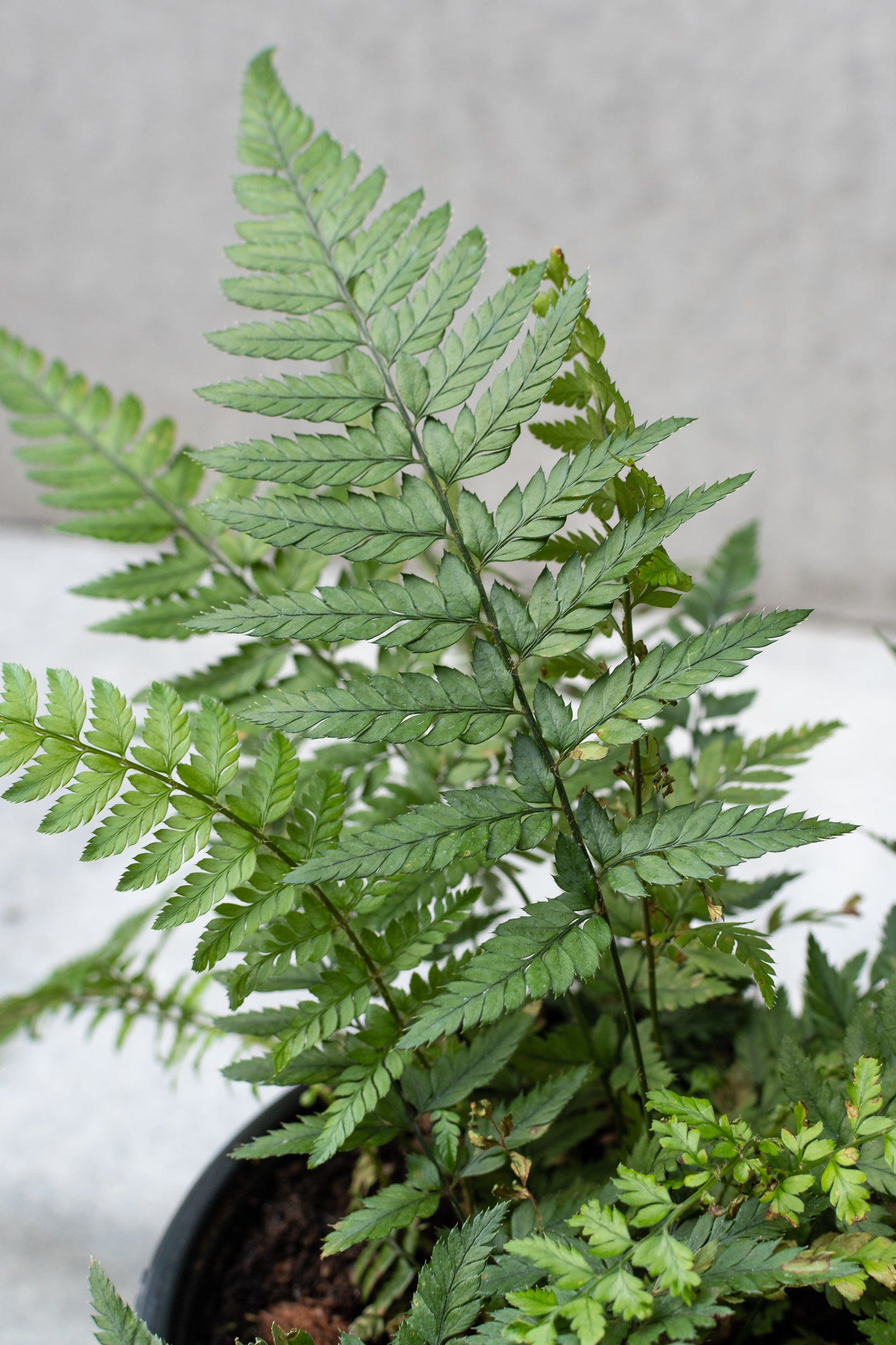 Detailed shot of the delicate leaves of a Korean Rock fern.
