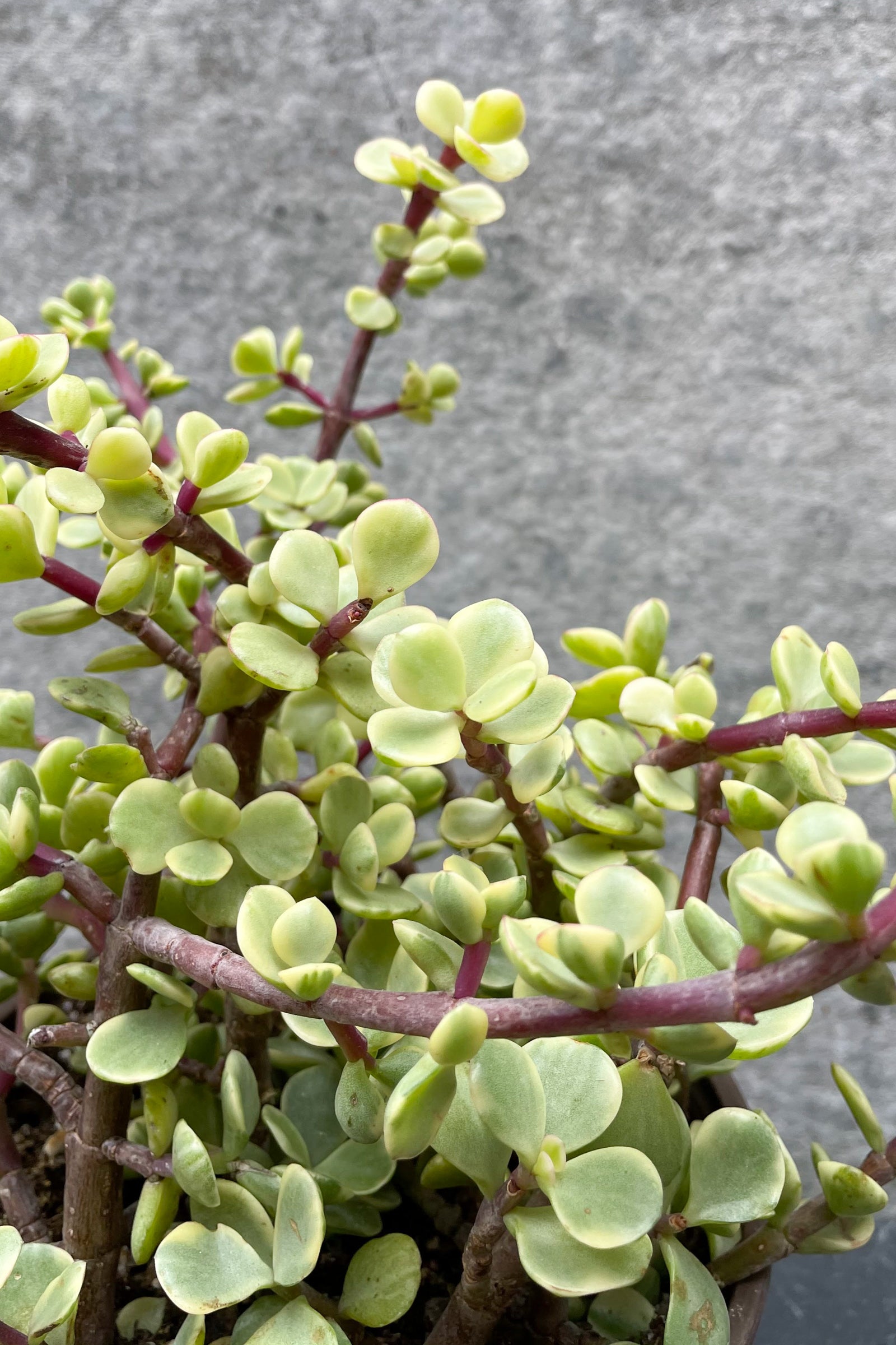 afra variegata Portulacaria afra 'Variegata' 6