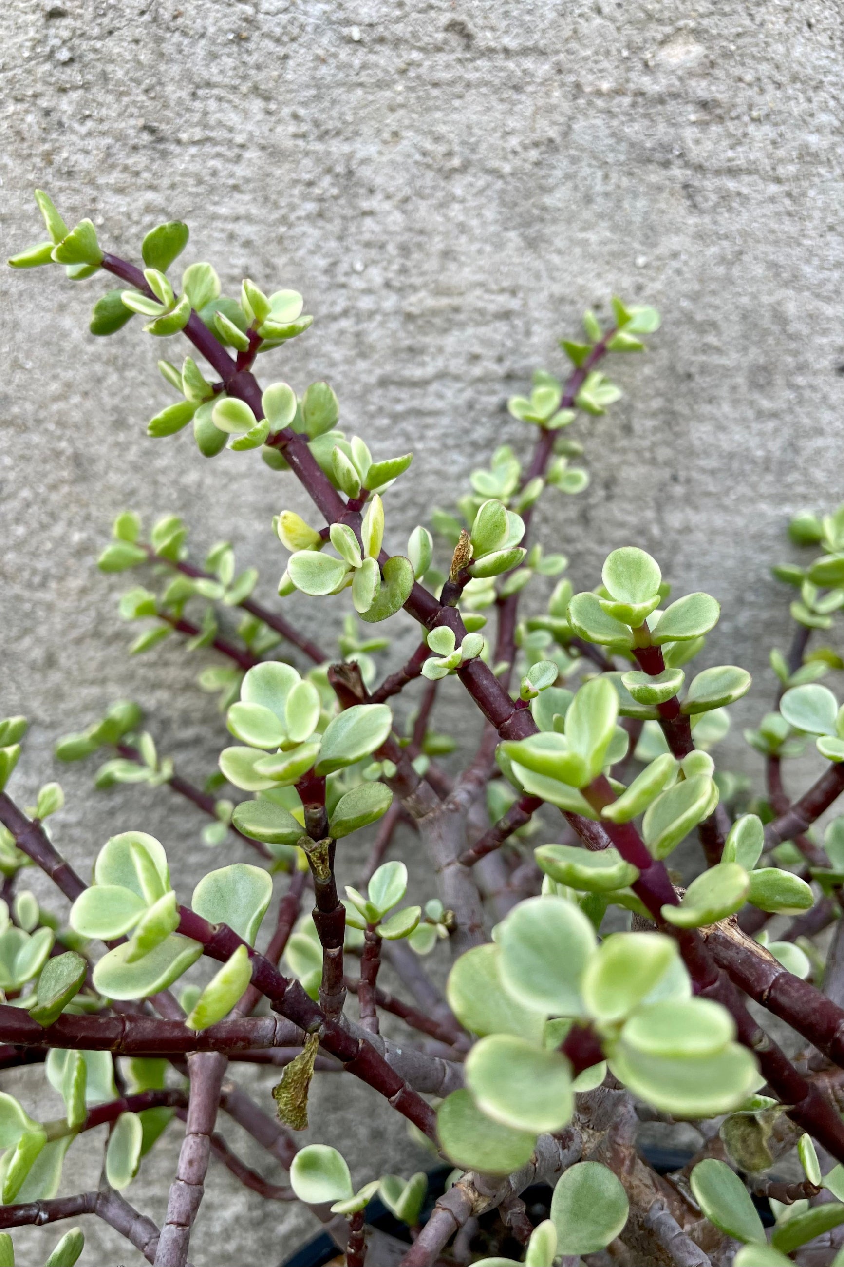 Portulacaria afra 'Variegata' 8" detail of variegated green succulent leaves against a grey wall. ©Sprout Home