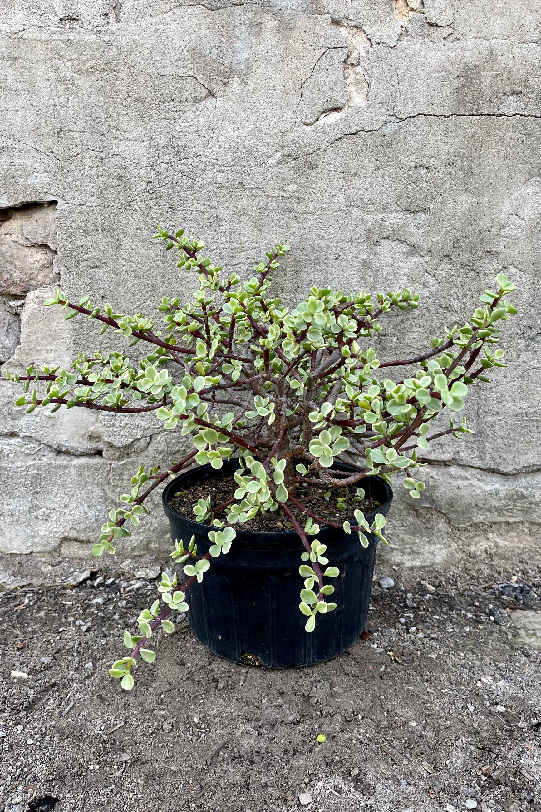 Portulacaria afra 'Variegata' 8" growers pot with variegated green succulent leaves against a grey wall. ©Sprout Home