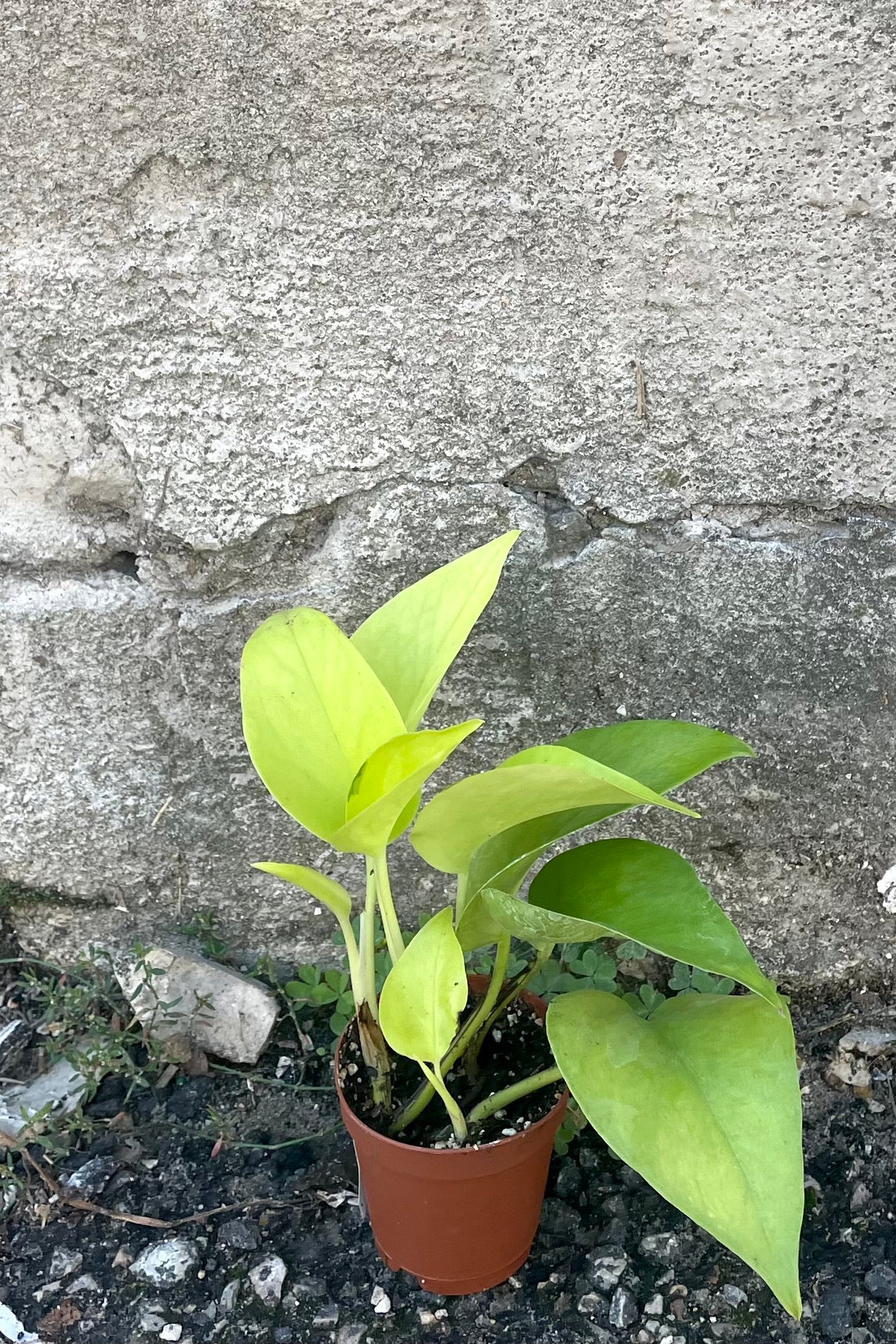 A frontal view of the 2" Pothos Epipremnum in a grow pot against a concrete backdrop ©Sprout Home