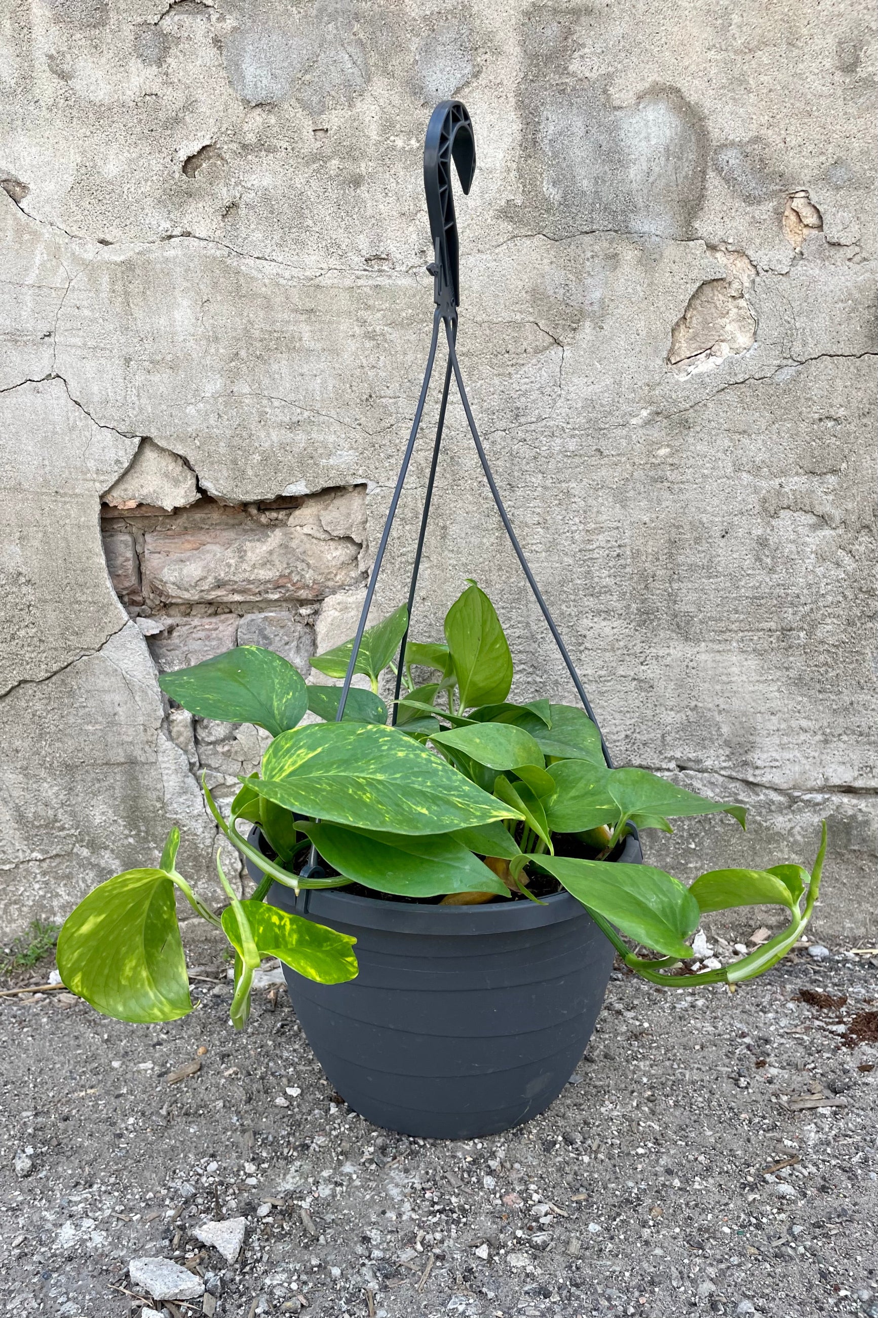 Epipremrum aureum 'Golden' 10" black hanging growers pot with HB green vining leaves against a grey wall ©Sprout Home