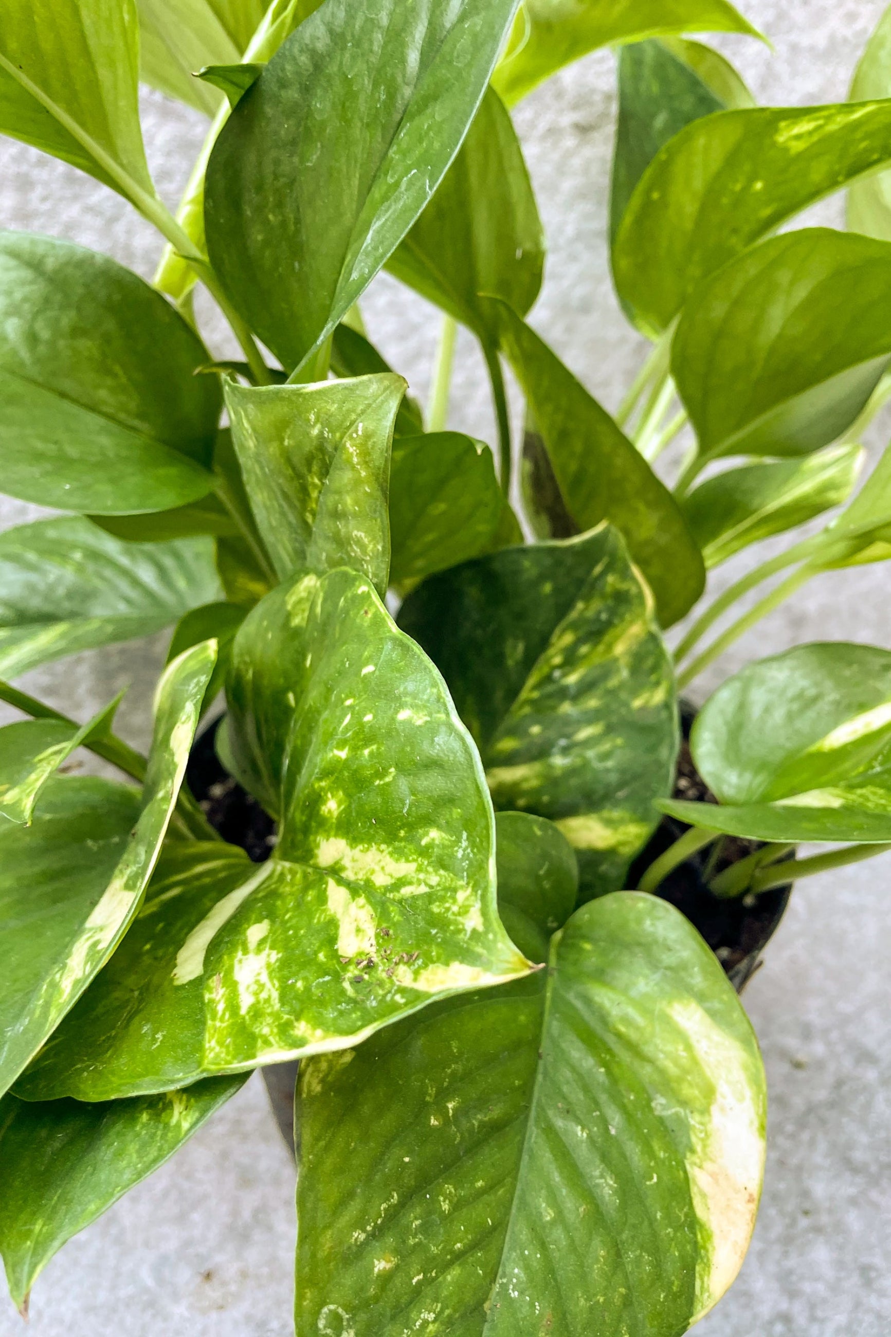 Close up of Pothos 'Gold' foliage against a gray background ©Sprout Home