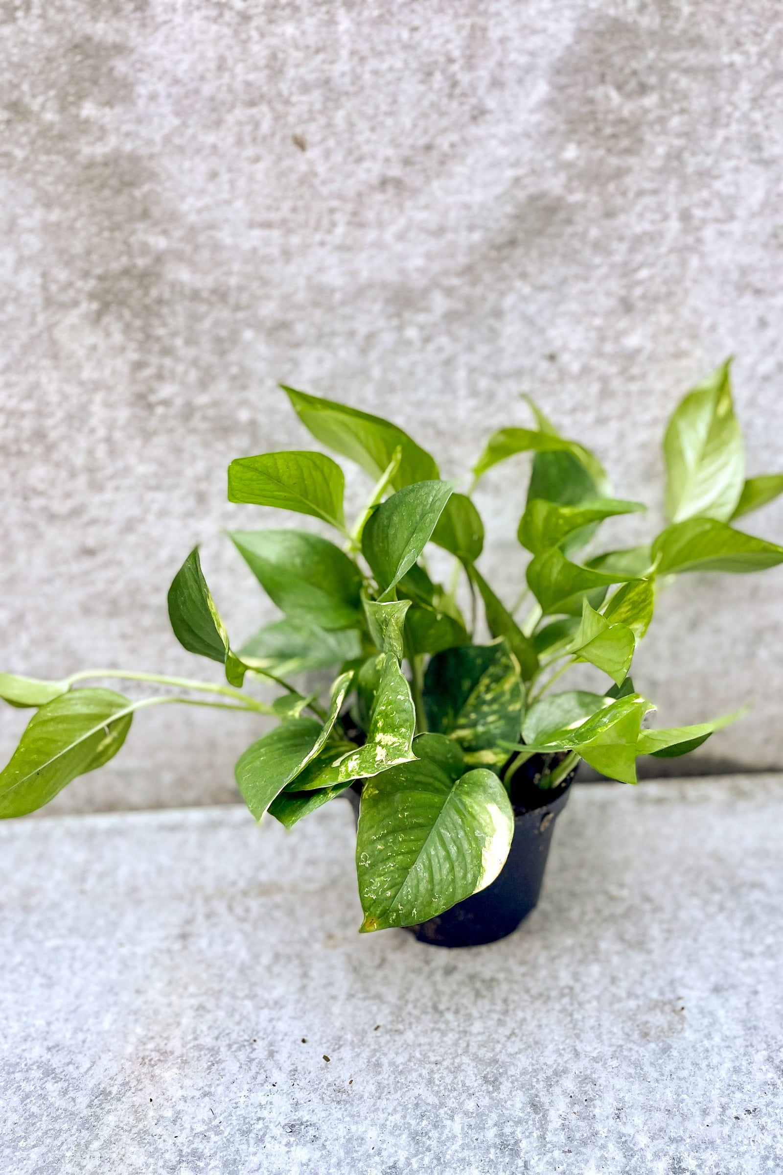 Pothos 'Gold' in front of grey background ©Sprout Home