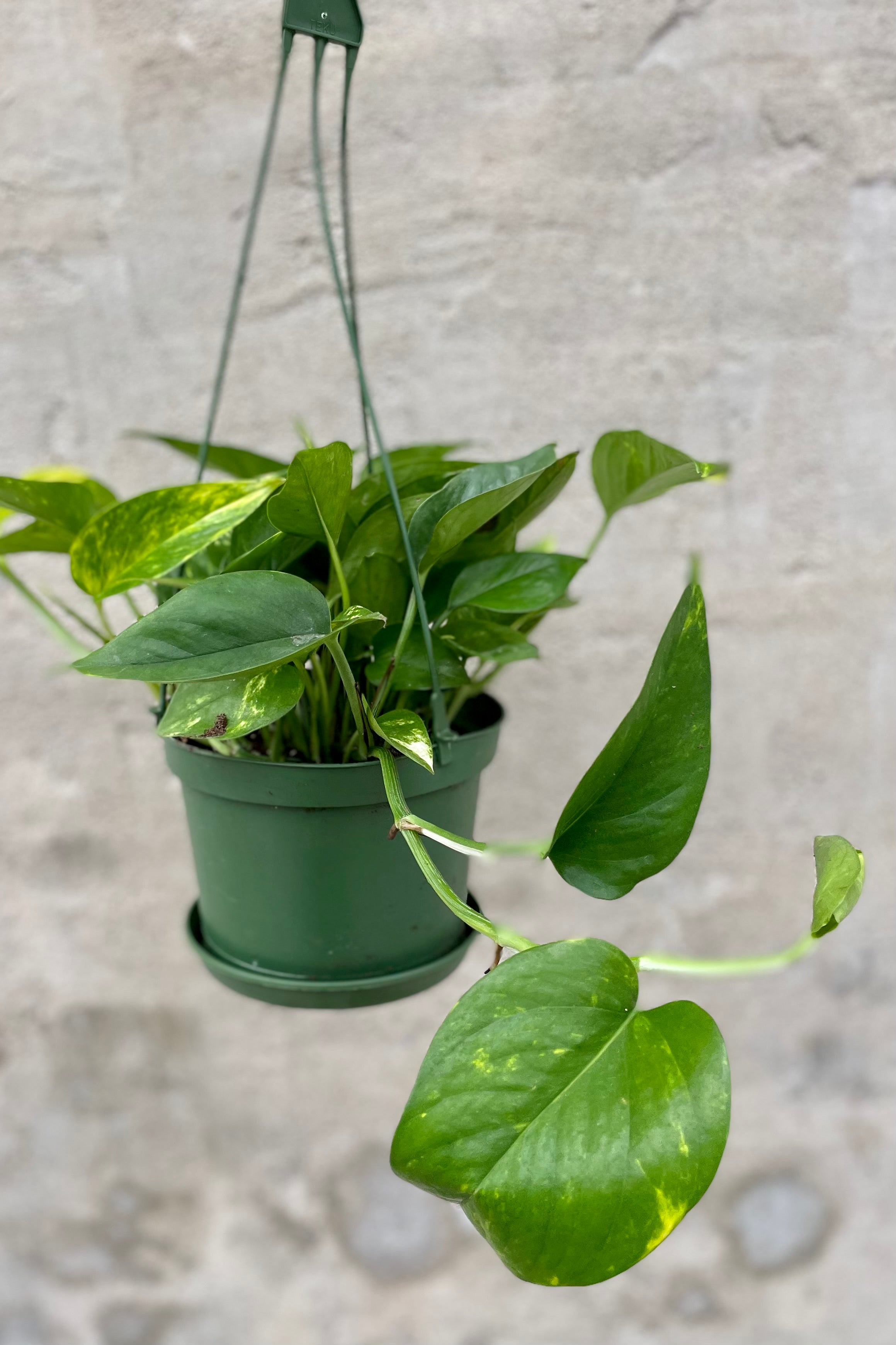 Epipremnum aureum 'Golden' 6" HB vining green leaves against a grey wall