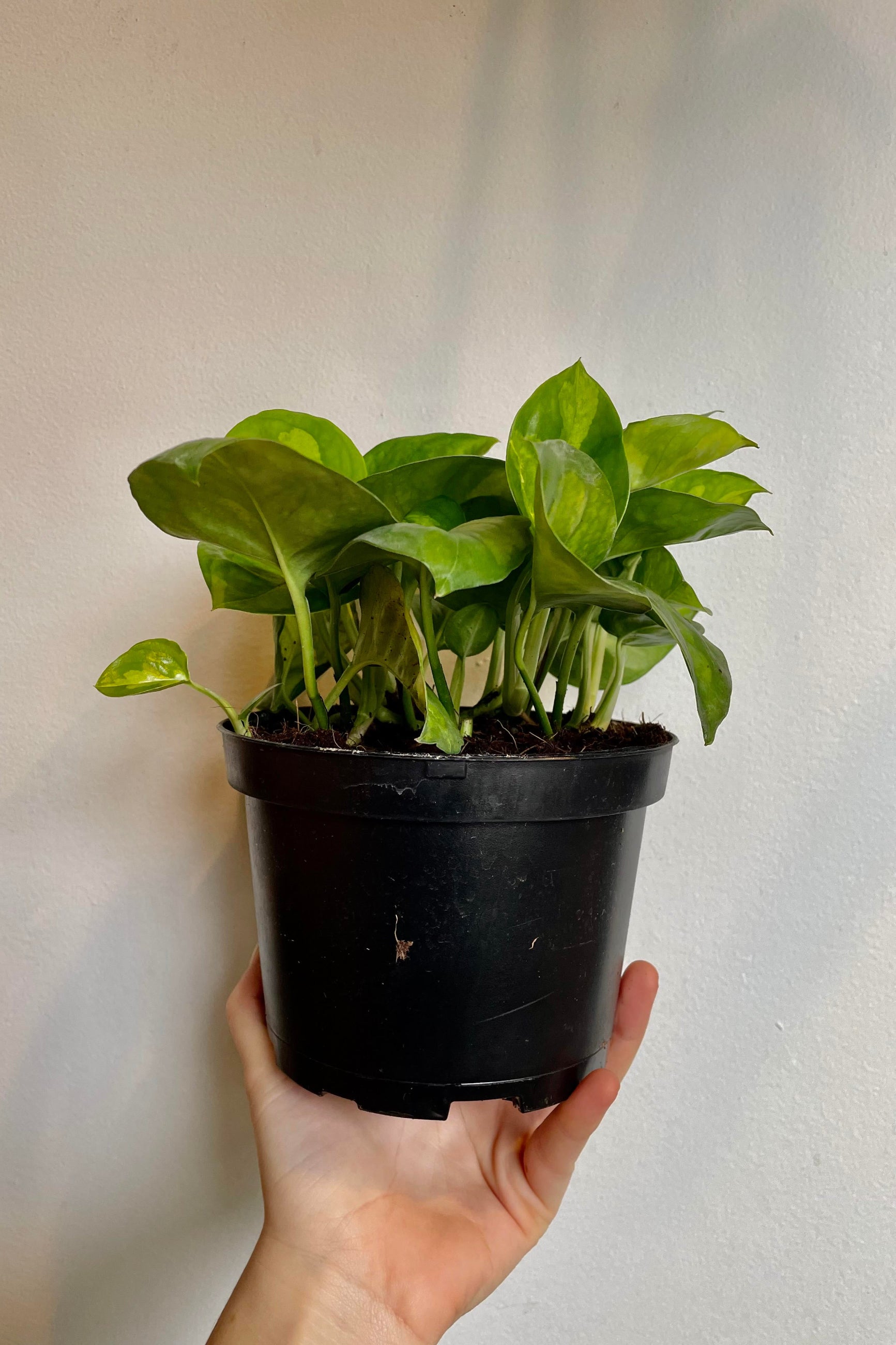 A hand holds the Epipremnum aureum 'Global Green' 6" against a white backdrop. ©Sprout Home