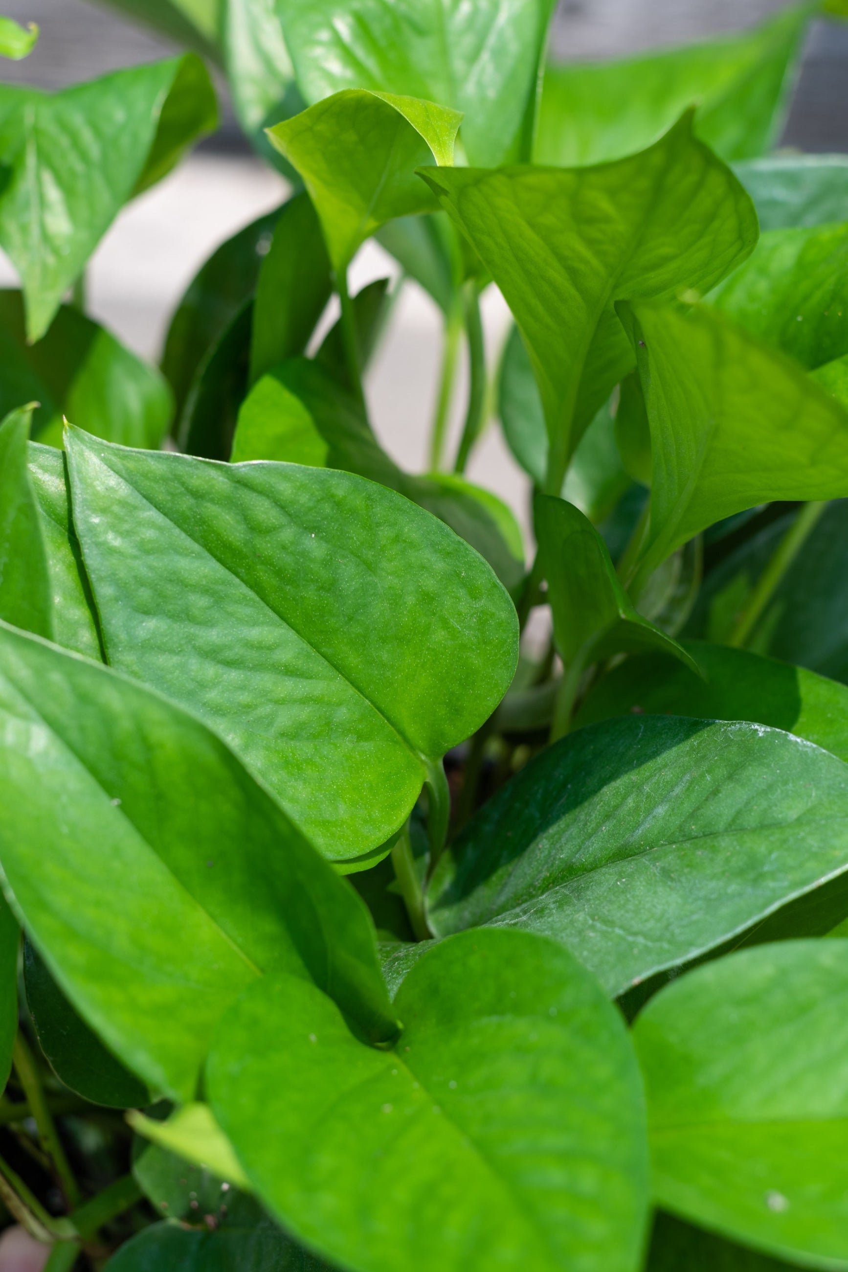 Close up of Epipremnum aureum 'Jade' pothos leaves ©Sprout Home
