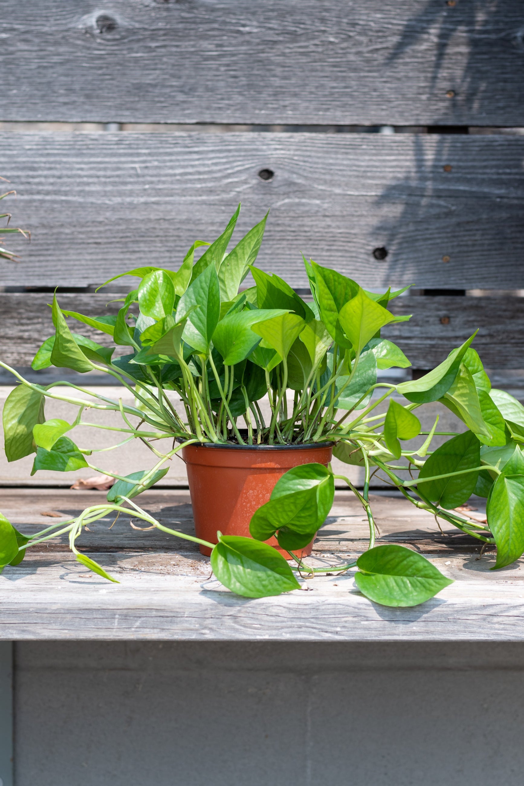 Epipremnum aureum 'Jade' pothos in grow pot in front of grey wood background ©Sprout Home