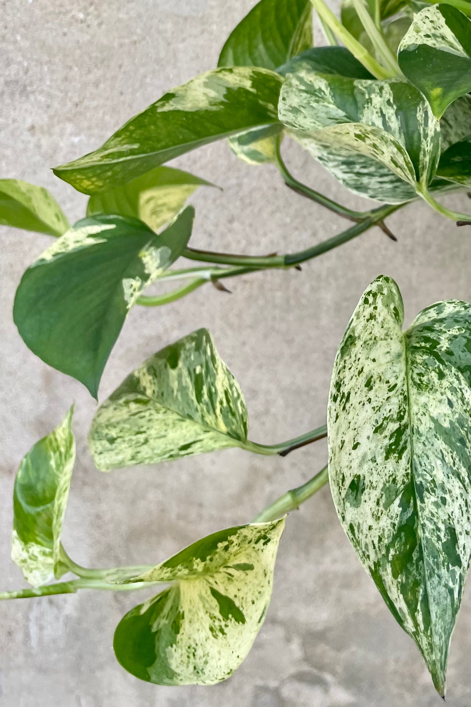 Epipremnum aureum 'Marble Queen' 10" HB detail of green and cream variegated hanging leaves against a grey wall. ©Sprout Home