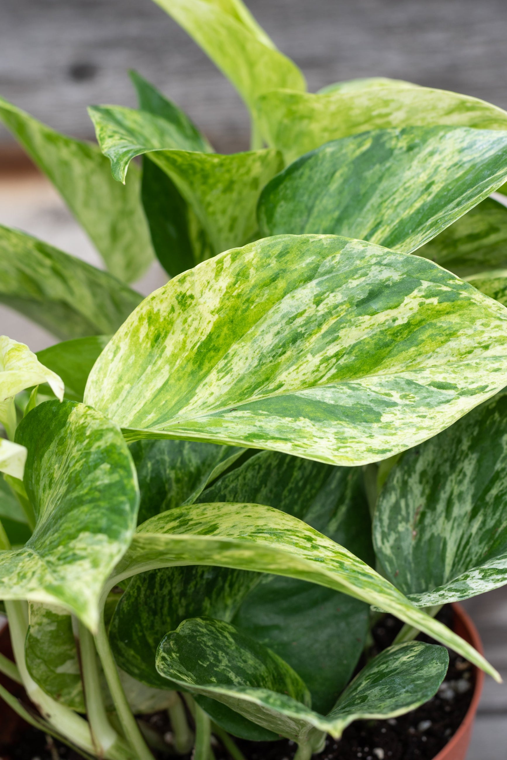 Close up of Pothos / Epipremnum 'Marble Queen' leaves ©Sprout Home