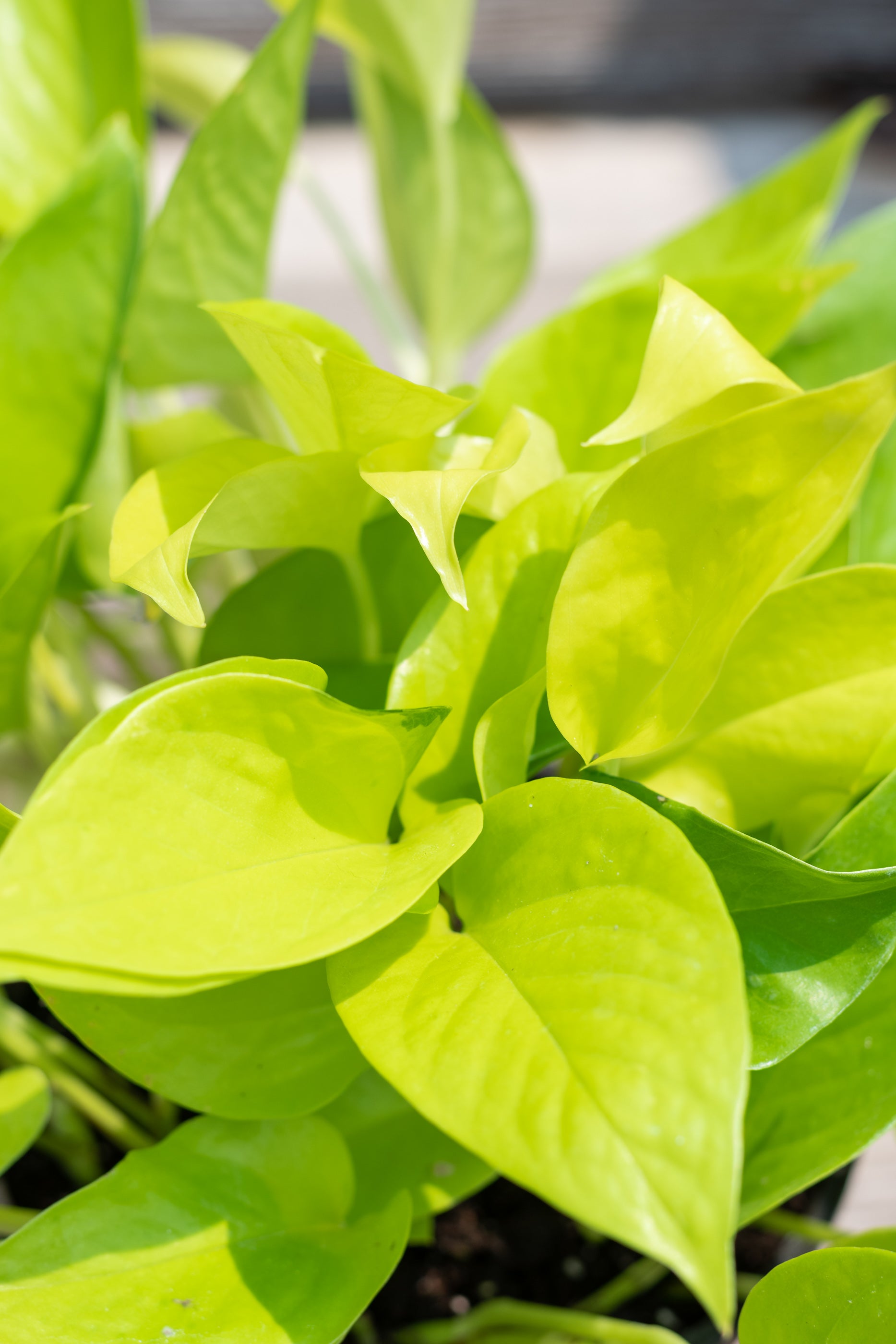 Close up of Epipremnum aureum 'Neon' pothos leaves