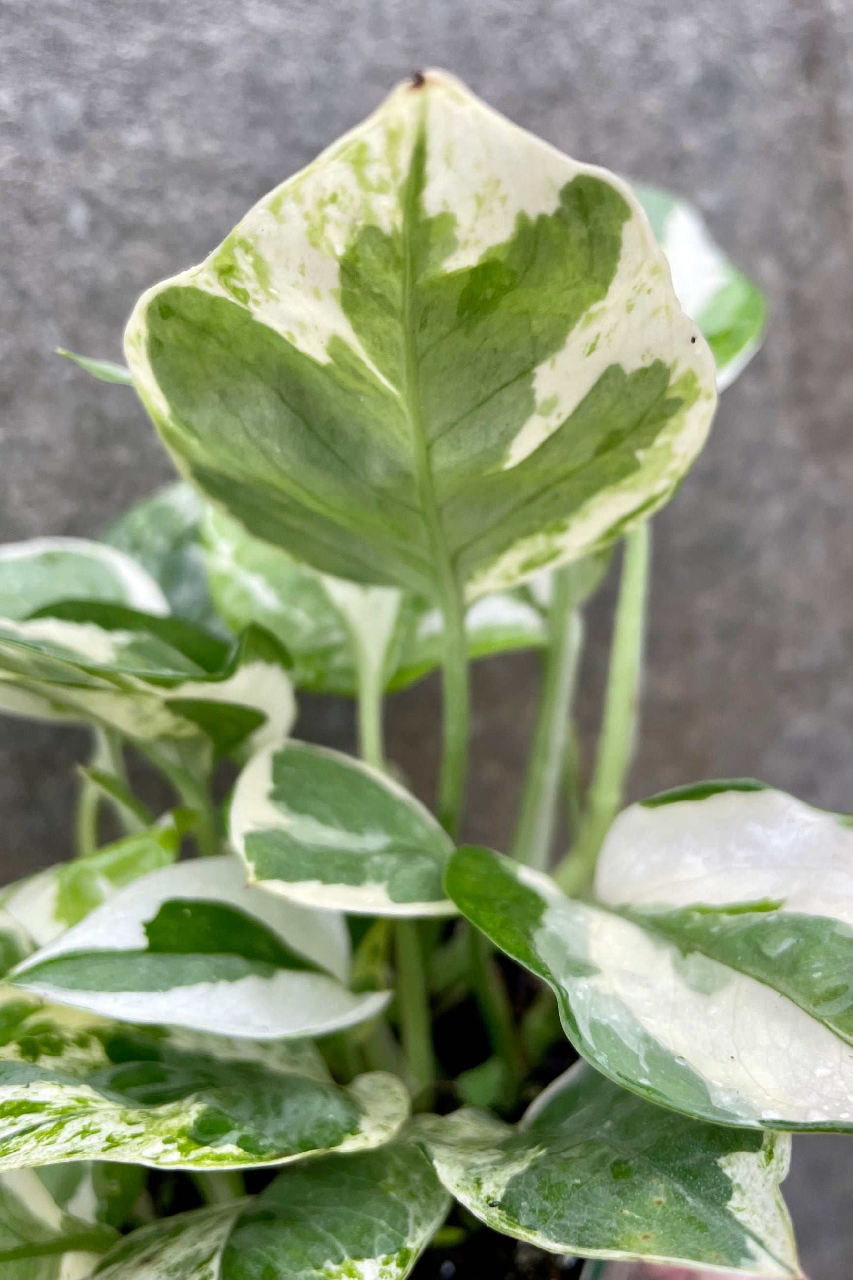 detail of Epipremnum aureum 'N Joy' 4" against a grey wall ©Sprout Home