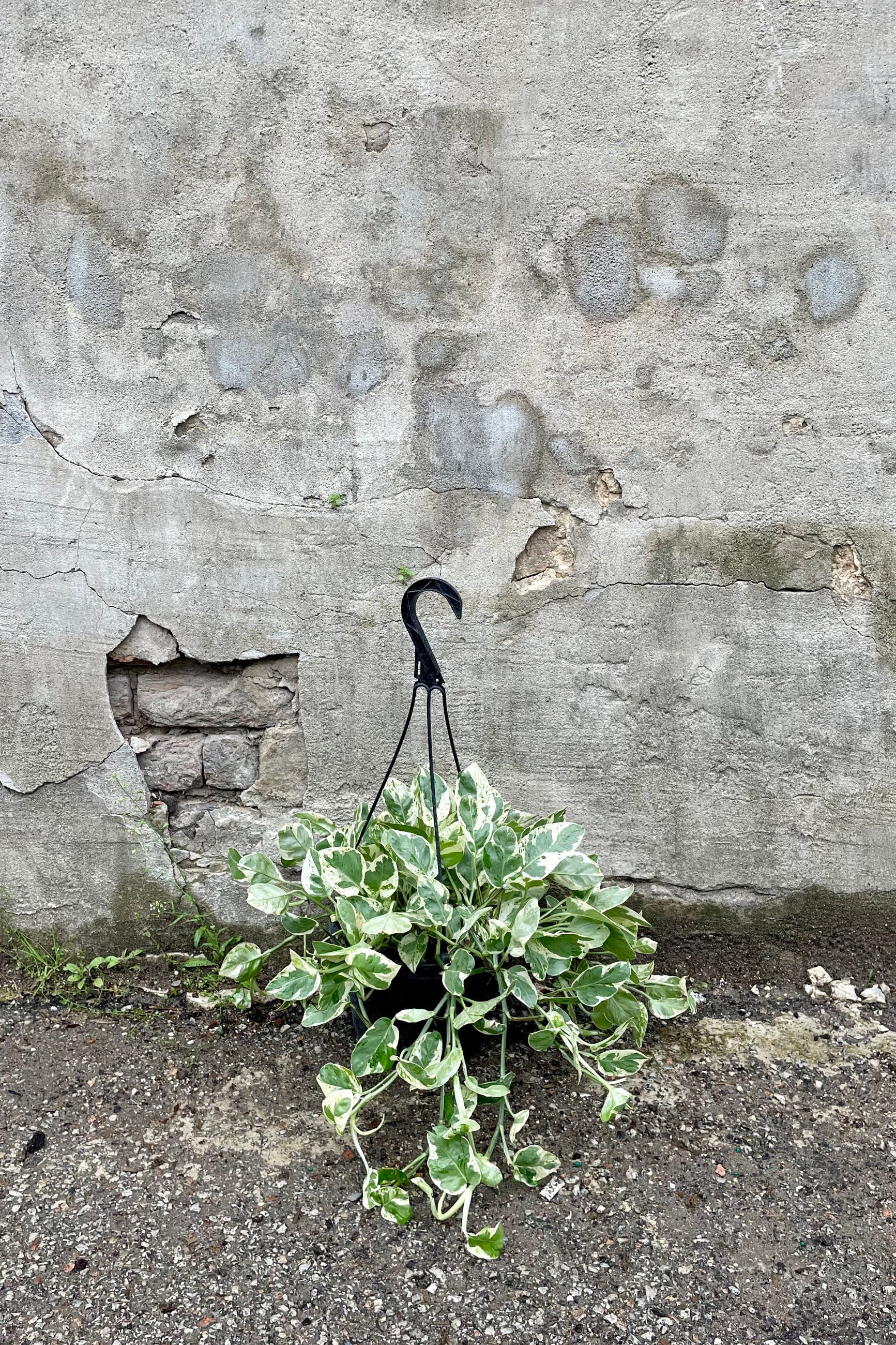 Epipremnum aureum 'Pearls and Jade' 8" HB against a grey wall ©Sprout Home