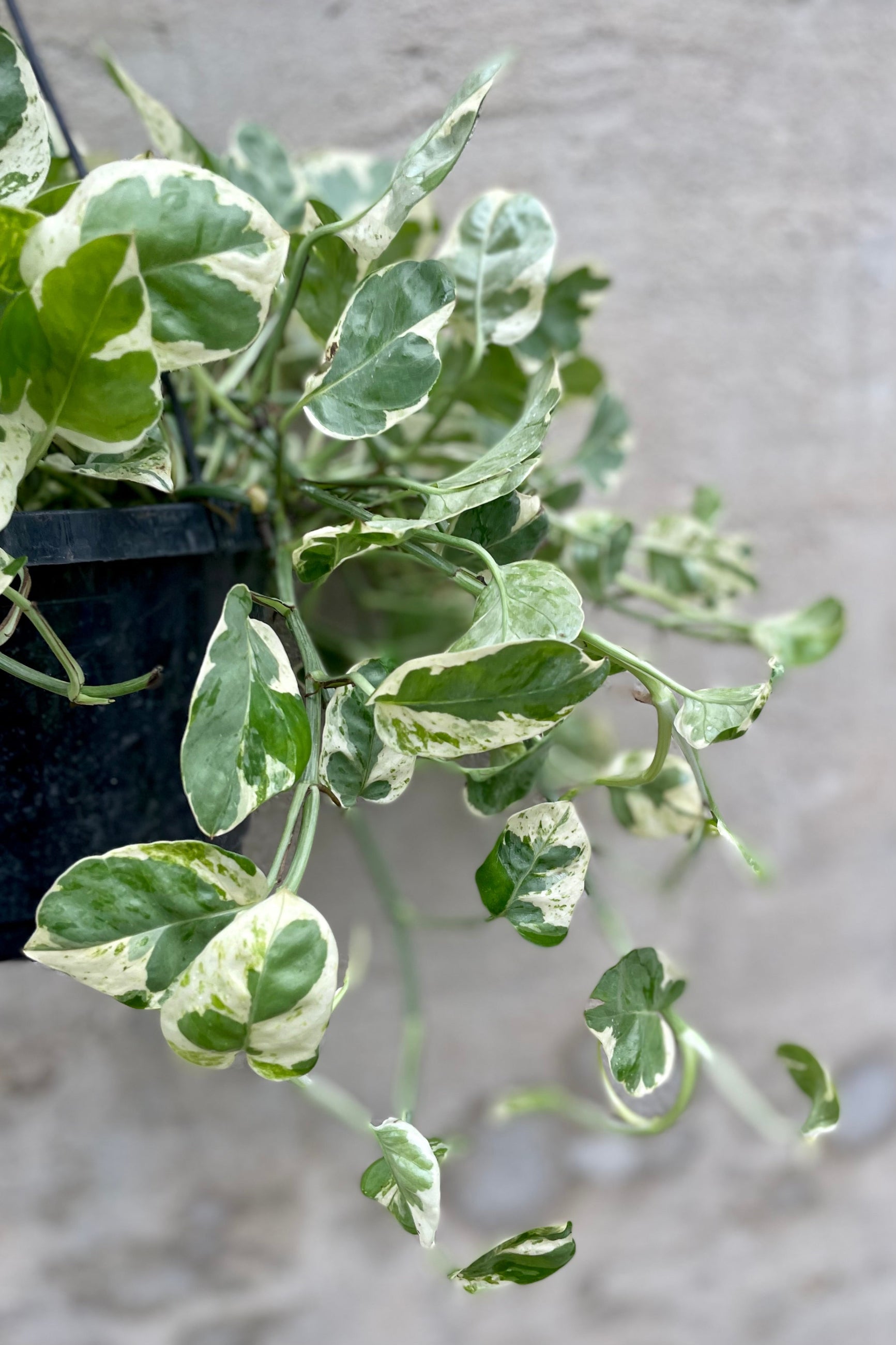 detail of Epipremnum aureum 'Pearls and Jade' 8" HB against a grey wall ©Sprout Home