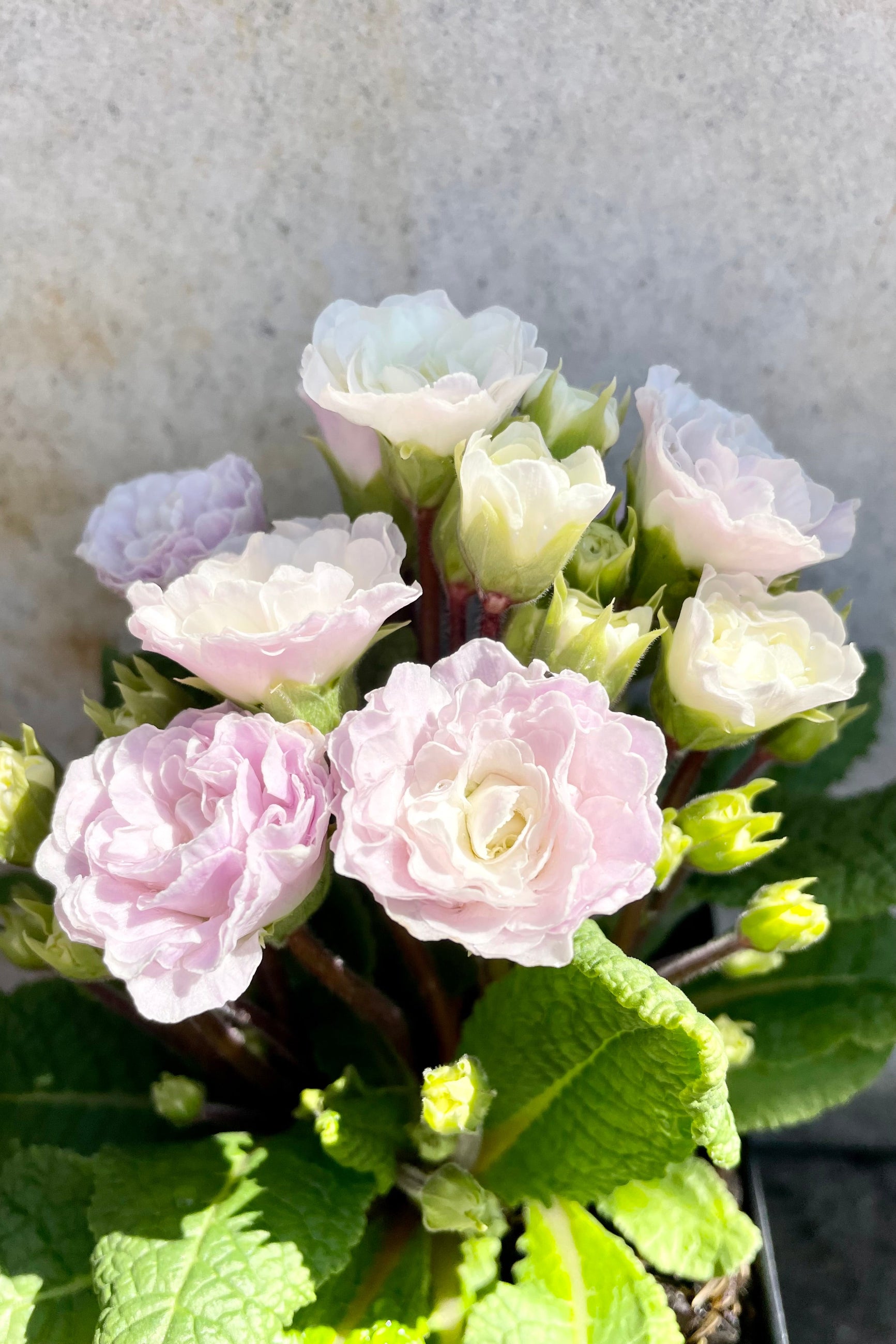 Primula v 'Pink Ice' 1qt detail of light pink floral blooms against a grey wall ©Sprout Home