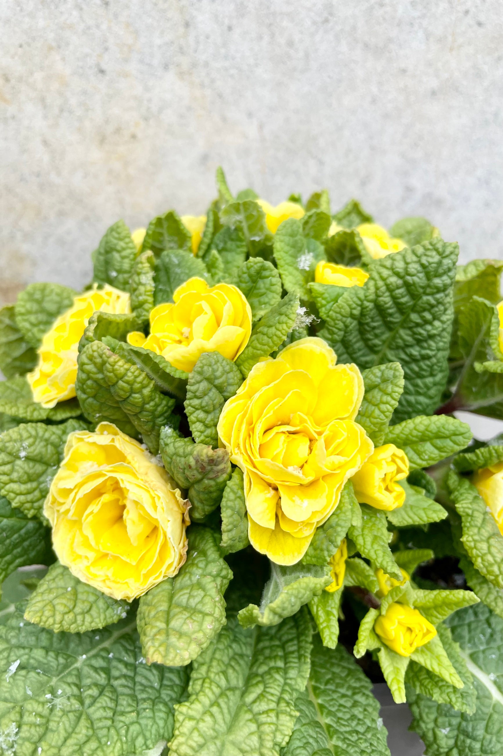 Primula v. 'Buttercup' 1qt detail of blooming yellow flowers with green leaves against a grey wall ©Sprout Home