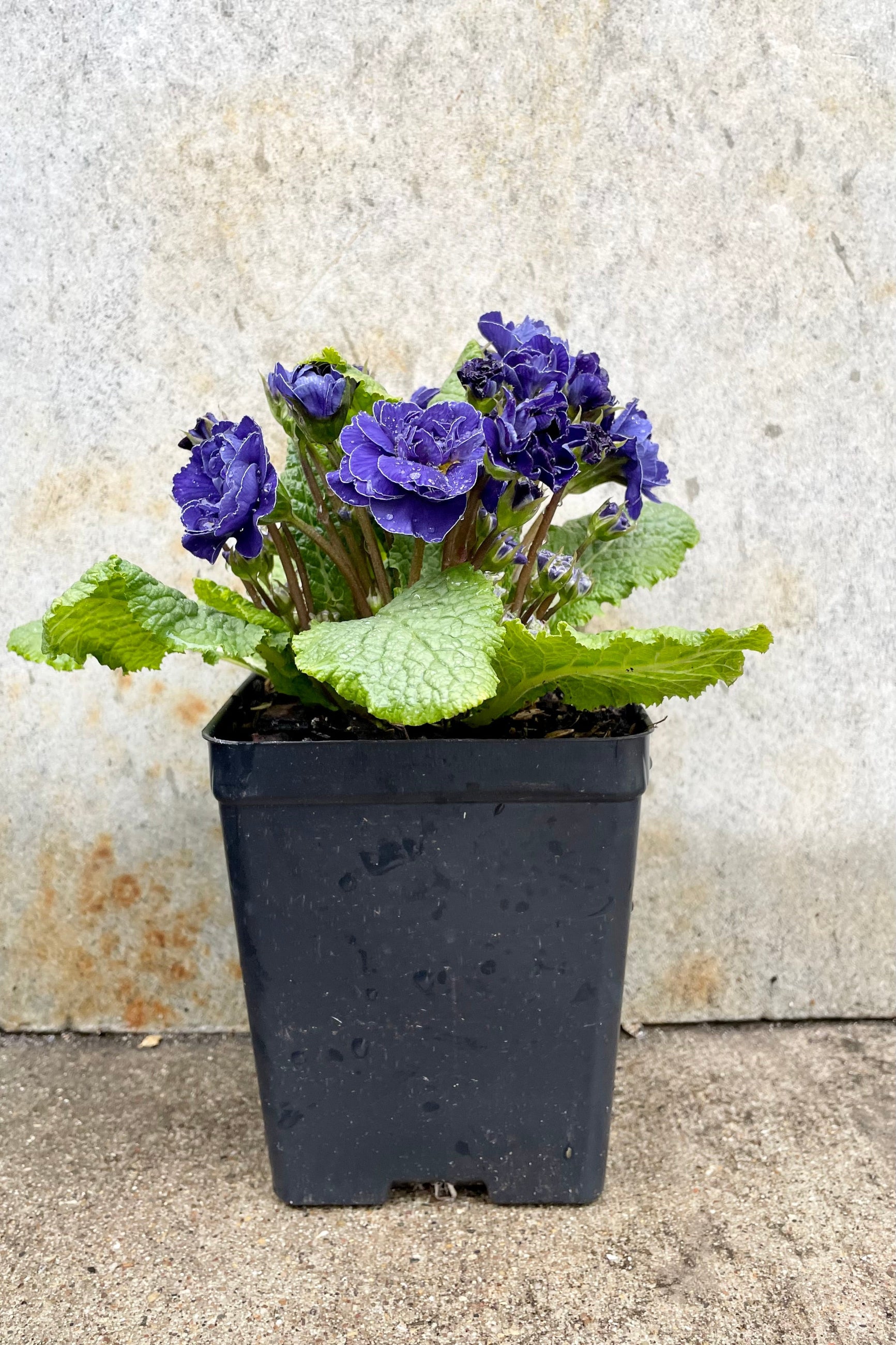 Primula v 'Baltic Blue' 1qt black growers pot with double flowering blue flower is a true richly colored beauty against a grey wall ©Sprout Home