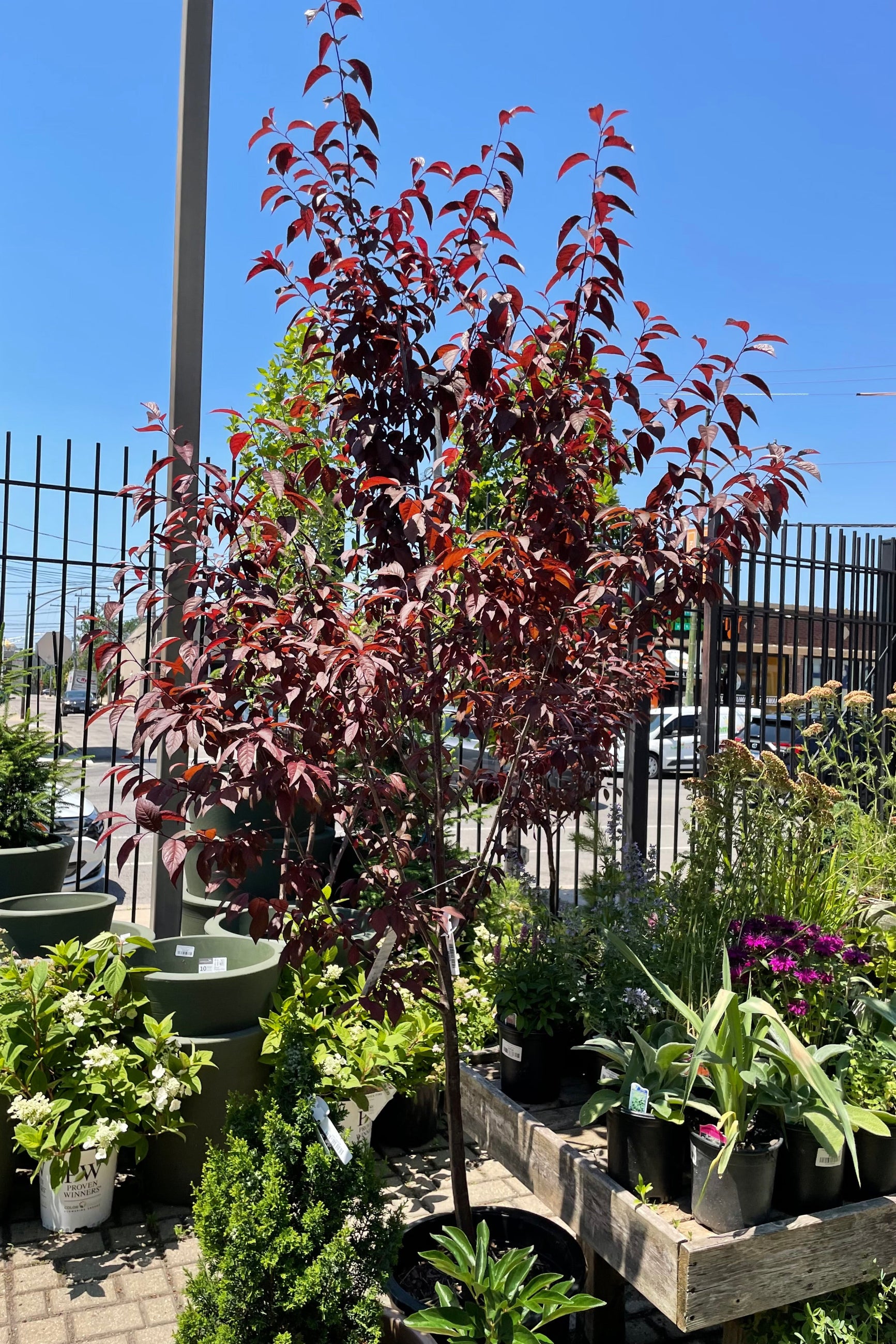 #10 growers pot of Prunus 'Newport' towards the end of June surrounded by other plant material and the blue sky in the background at Sprout Home. ©Sprout Home
